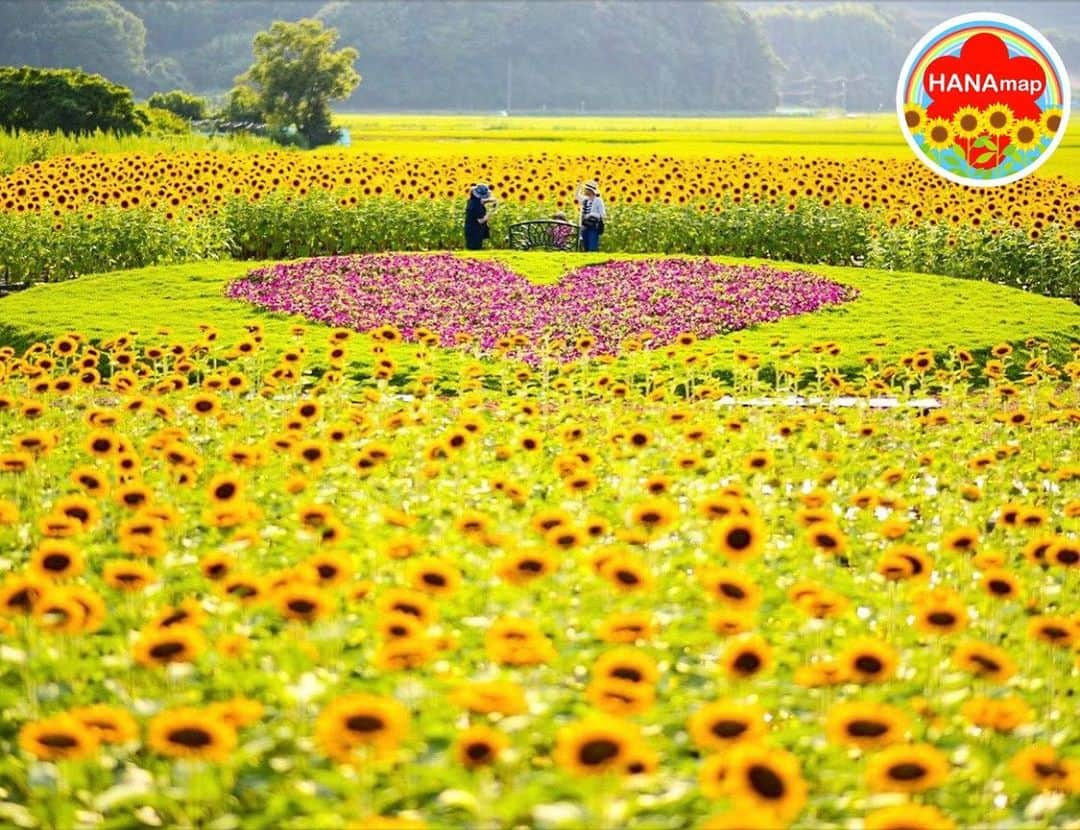 はなまっぷ❁日本の花風景さんのインスタグラム写真 - (はなまっぷ❁日本の花風景Instagram)「🌻🌺はなまっぷの夏まつり🌺🌻 * @chiiii__ig2 さんの 夏の花々に花まるを💮 * 暑さに負けずに咲き誇る素敵な夏の花々をありがとうございます😊🌺 * 新潟  #上堰潟公園 Uwasekigata Park, Niigata Pref. * 🌻ヒマワリの花言葉🌻 あなたを見つめる、愛慕 * 🌈•••🌺•••🌻•••🌺•••🌻•••🌺•••🌈 * 🌺はなまっぷの夏まつり🌺 〜8/31まで #はなまっぷ  のタグの中から、夏のお花のお写真をご紹介させていただきます。期間中はランダムに、複数枚投稿でもご紹介させていただく場合がございます。 * #夏#日本#花#花畑#ヒマワリ#向日葵 * 🌈•••🌺•••🌻•••🌺•••🌻•••🌺•••🌈 *」8月15日 21時31分 - hanamap