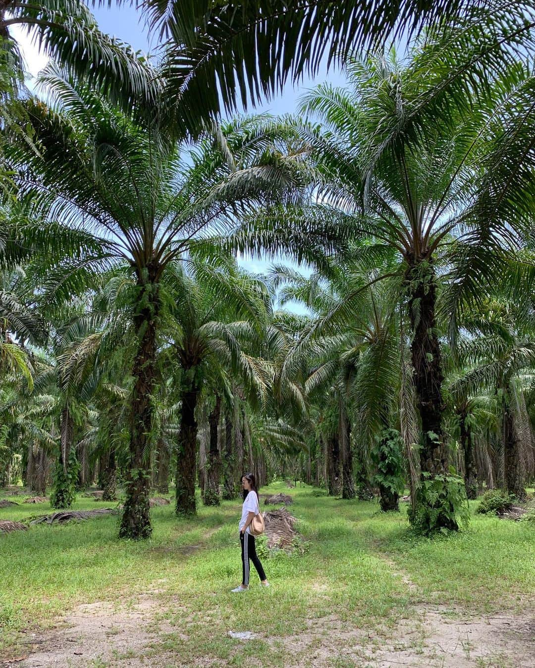 ポーイ・タリーチャダー ペッチャラットさんのインスタグラム写真 - (ポーイ・タリーチャダー ペッチャラットInstagram)「🌴🌴🌴」8月15日 22時09分 - poydtreechada