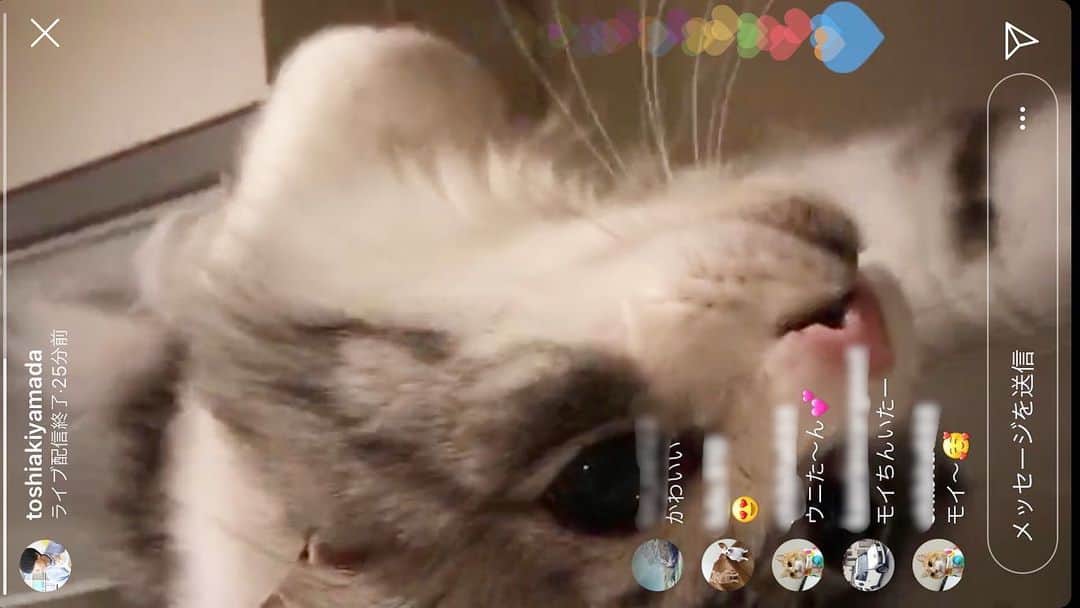 近藤研二さんのインスタグラム写真 - (近藤研二Instagram)「明日の「みんなイヌみんなネコ」でのライブのためのリハを自宅で。一部、山田くん（@toshiakiyamada ）のインスタでライブ中継されたのだけど、モイウニの生配信は猫生初でした。24時間は上記アカウントで見られるようなので、よかったら追っかけで是非。  #近藤モイ #モイチン #モイ201908 #モイ4才4ヶ月 #graytabbyandwhite #サバシロ #長毛種 #近藤ウニ #uni #ウニ201908 #ウニ3歳2ヶ月  #redtabbyandwhite #orangetabbyandwhite #茶トラ女子 #茶トラ白 #茶白 #猫 #ねこ #ネコ #neko #cat #cats #kissa #gato #gatto #meow」8月15日 22時06分 - kenjikond0