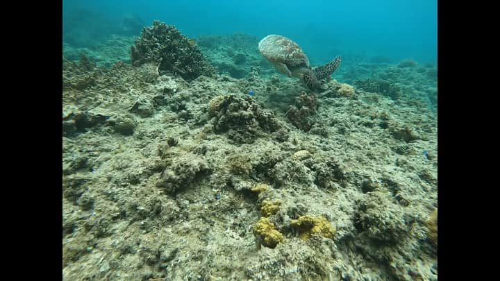 はねゆりのインスタグラム：「今日は仕事の後に、阿嘉ビーチへ🏖✨﻿ カメとデート❤️🐢﻿ ﻿ ﻿ ウミガメには、触らない🈲﻿ ﻿ ﻿ I dated sea turtles after work😊﻿ ﻿ #akaisland﻿ #kerama﻿ #okinawa﻿ #阿嘉島﻿ #慶良間諸島﻿ #HANAMURO﻿ #ハナムロ﻿ #gopro7﻿ #阿嘉ビーチ」