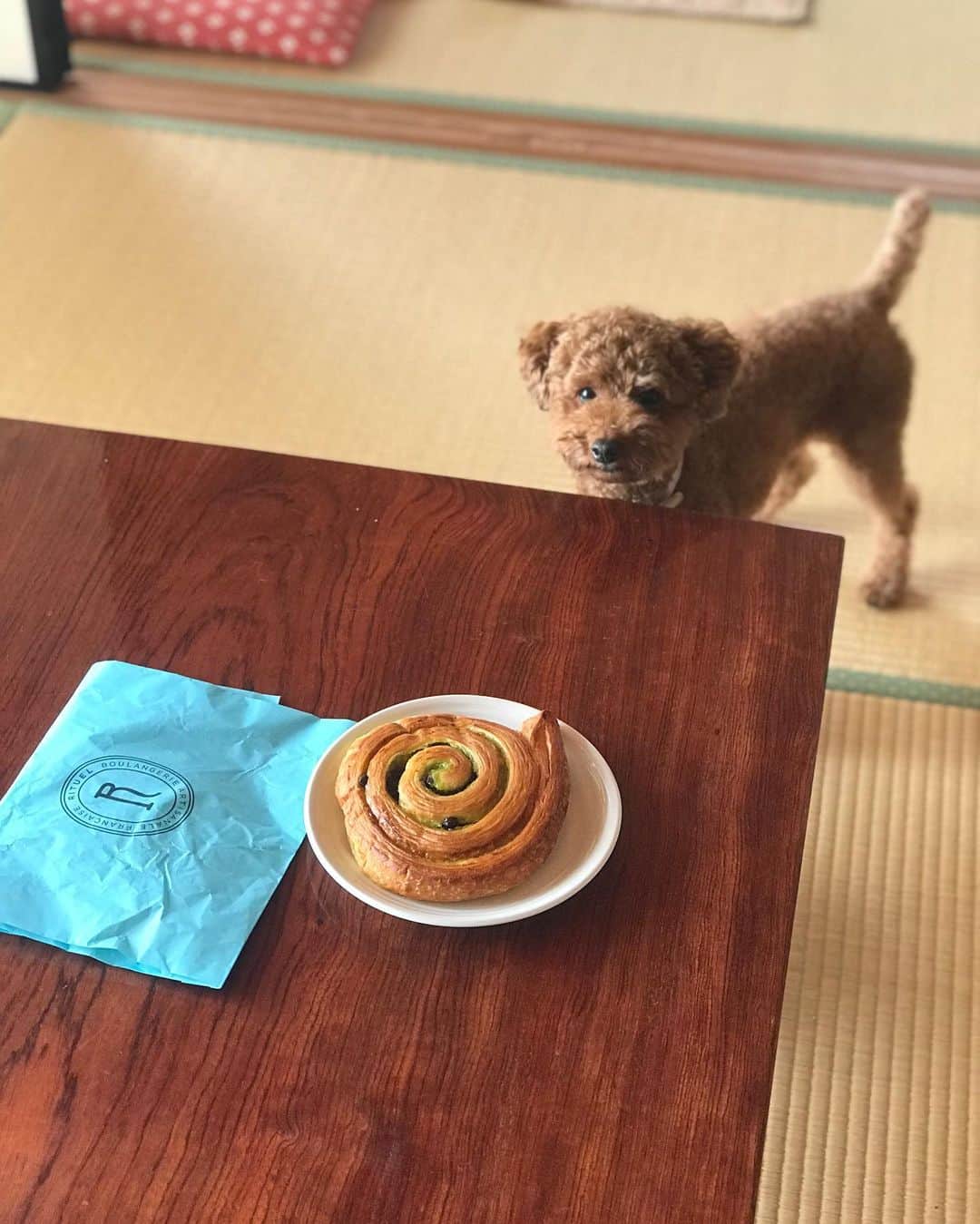 福田淳子さんのインスタグラム写真 - (福田淳子Instagram)「小さい頃、よく行ってたお菓子屋さんに30年くらいぶりに行きました。お店の中にショーケースが2つあって和菓子と洋菓子どちらも買えるのです。最後に食べたのがいつだから思い出せない。だんだん、もっとおしゃれなお店ができて、そこには自然にいかなくなりました。本当に久しぶりにいったら、ラインナップが記憶のままでびっくり。値段もほぼ同じくらいじゃない？4つ買っても1,000円以内。おうちに帰ってきてその当時、お気に入りだった「オレンジババロア」をいただきました。「オレンジ」と言うか「みかん」（しかも缶詰の）です笑。でも、本当に優しい味で、素朴で、嫌味がなくて今食べても普通においしかったです。記憶のままの味でした。 すべてに昭和感が漂い、ダサいとかを通り越して、そのノスタルジィが愛おしい感じ。ずっとこのままでいてほしいわー。 でも、行った時にもお店にはお客さんがたくさん来ていて、みんなに愛されてる感じがしました。  一方、お土産で買ってきた対極的な都会のパン。エスカルゴのショコラ・ピスターシュが1番好き。ディニッシュ好き（おいしいのに限りますが）としては、お店が一瞬なくなったときは寂しかったけど、復活してうれしいです。袋が水色（まさにjunkoblue）なのも好き。はぴも興味深々。「パンを食べるときは牛乳」が我が家のルールみたいなもので、今でも小さい頃使っていたカップで提供されます。カップが小さいのは私が大きくなったからなんだろうな。サクサク感が薄れる今は、若干焦げてもオーブントースターで焼いてから食べるのがこだわり。  #RITUEL #エスカルゴ #ショコラピスターシュ #fukuhapidays  #オレンジババロア」8月15日 22時14分 - junjunfukuda