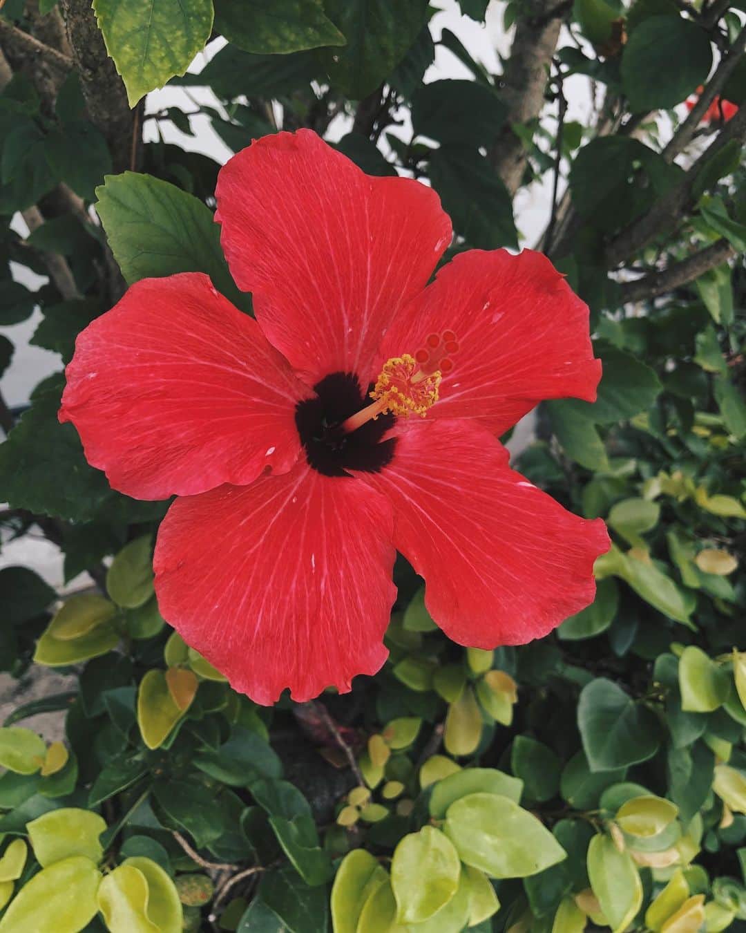 のインスタグラム：「ハイサーイ🌺 夏の美味しい食べ物教えて💁🏻‍♂️ . #0815」