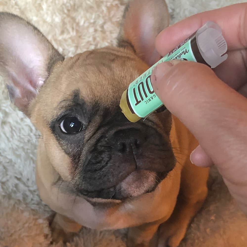 Regeneratti&Oliveira Kennelさんのインスタグラム写真 - (Regeneratti&Oliveira KennelInstagram)「⭐ Save 20% off @naturaldogcompany with code JMARCOZ at NaturalDog.com | worldwide shipping | ad 📷: @junebugbeatrice_thefrenchie . A dog’s nose is its most prized possession. If their nose gets dry and chapped, it can be very uncomfortable for them. Many people try things like coconut oil with no results, this is because it is a very light moisturizer and just does not have what it takes to truly heal dry noses. #SnoutSoother is a balm made from 100% natural ingredients and comes recommended by Vets and customers all over the world for healing noses…because it really works! .#. . . . . #frenchbull #frenchbulldogs #frenchie #bullypics #bulldogs #frenchbulldoglife #法国斗牛犬 #frenchbulldogpuppy #frenchyfanatics #frenchielovers #frenchielove #buhistagram #frenchielife #frenchbulldogsofinstagram #franskbulldog #frenchiebulldog #frenchiephotos #buhigram #frenchbulldog #frenchiegram #bullys」8月15日 22時31分 - jmarcoz