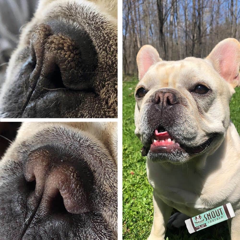 Regeneratti&Oliveira Kennelさんのインスタグラム写真 - (Regeneratti&Oliveira KennelInstagram)「⭐ Save 20% off @naturaldogcompany with code JMARCOZ at NaturalDog.com | worldwide shipping | ad 📷: @junebugbeatrice_thefrenchie . A dog’s nose is its most prized possession. If their nose gets dry and chapped, it can be very uncomfortable for them. Many people try things like coconut oil with no results, this is because it is a very light moisturizer and just does not have what it takes to truly heal dry noses. #SnoutSoother is a balm made from 100% natural ingredients and comes recommended by Vets and customers all over the world for healing noses…because it really works! .#. . . . . #frenchbull #frenchbulldogs #frenchie #bullypics #bulldogs #frenchbulldoglife #法国斗牛犬 #frenchbulldogpuppy #frenchyfanatics #frenchielovers #frenchielove #buhistagram #frenchielife #frenchbulldogsofinstagram #franskbulldog #frenchiebulldog #frenchiephotos #buhigram #frenchbulldog #frenchiegram #bullys」8月15日 22時31分 - jmarcoz