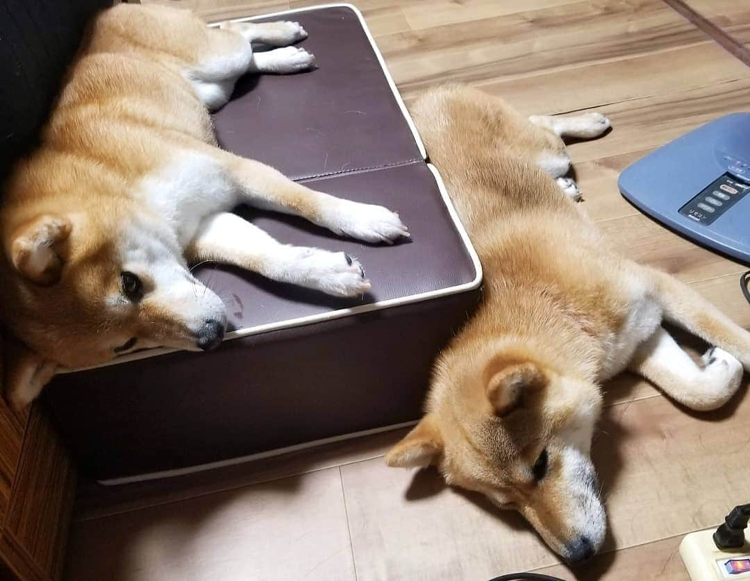 柴犬たま Shibainu Tamaのインスタグラム