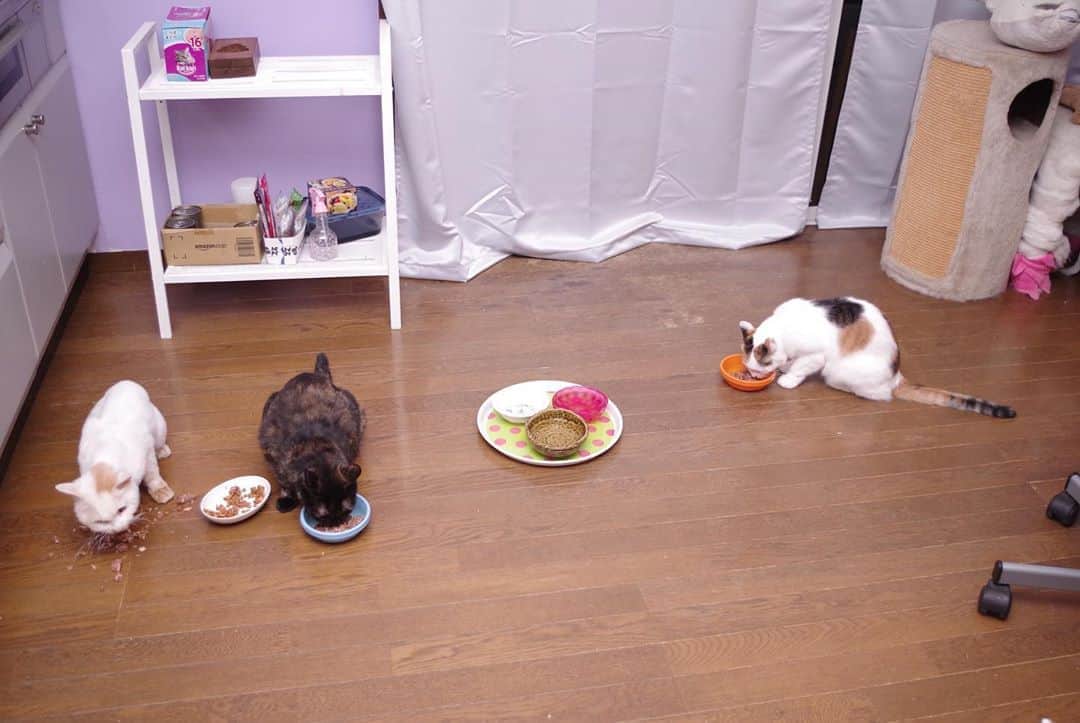 Kachimo Yoshimatsuさんのインスタグラム写真 - (Kachimo YoshimatsuInstagram)「夕ご飯！ おかき、ひじき、ミケ子 #uchinonekora #okaki #hijiki #mikeko #neko #cat #catstagram #kachimo #猫 #ねこ #うちの猫ら http://kachimo.exblog.jp」8月15日 22時50分 - kachimo