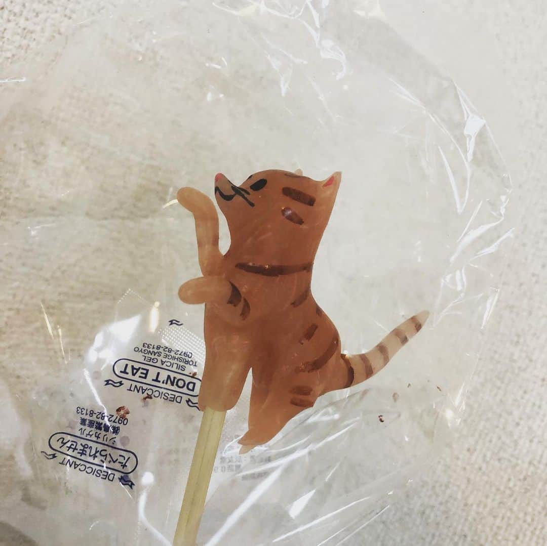 土肥ポン太さんのインスタグラム写真 - (土肥ポン太Instagram)「猫の飴細工に注目する猫のまねき🐱 ロハスフェスタで奥さんが買って来た。食べる気ないみたいです。。。 #土肥ポン太 #キジトラ #ロハスフェスタ #飴細工 #猫」8月15日 14時01分 - dohi_ponta