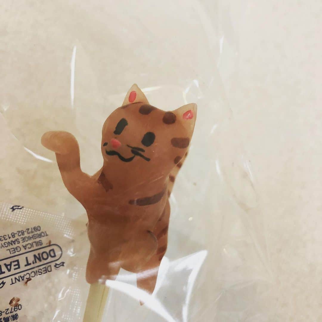 土肥ポン太さんのインスタグラム写真 - (土肥ポン太Instagram)「猫の飴細工に注目する猫のまねき🐱 ロハスフェスタで奥さんが買って来た。食べる気ないみたいです。。。 #土肥ポン太 #キジトラ #ロハスフェスタ #飴細工 #猫」8月15日 14時01分 - dohi_ponta