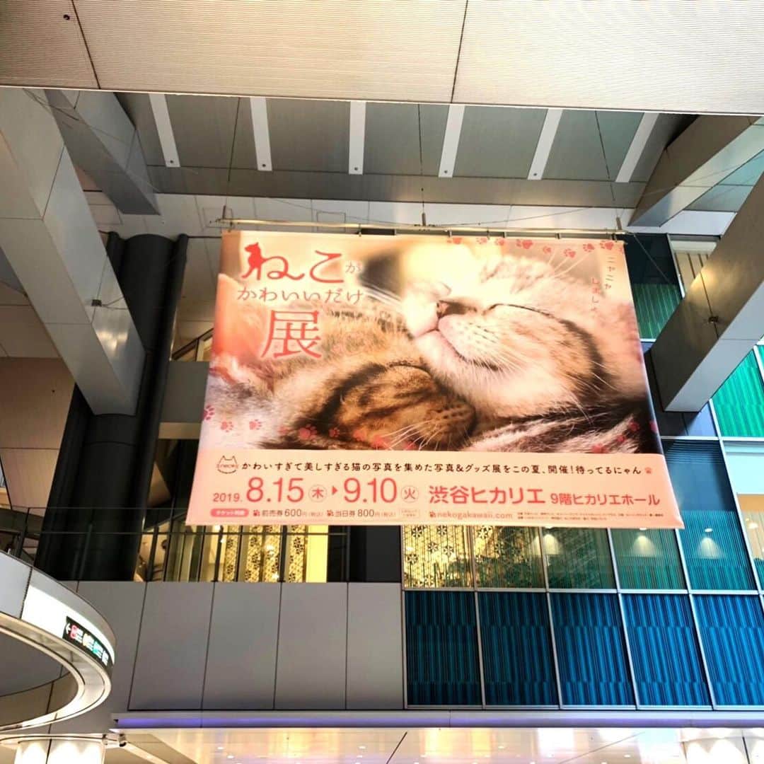 チケットぴあさんのインスタグラム写真 - (チケットぴあInstagram)「#ねこがかわいいだけ展 東京展 究極のしゃ～わせ癒し空間が本日8/15(木)開幕 子猫に美猫、イケメンまでが勢揃い！ キュートでコミカルで美しい猫たちに満足するまでニヤニヤしましょ  東京会場：8/15(木)～9/10(火)‬ 渋谷ヒカリエ9階ヒカリエホール  https://w.pia.jp/t/00143214/  #にゃんすたぐらむ #ねこ #猫 #ネコ」8月15日 14時22分 - ticketpia
