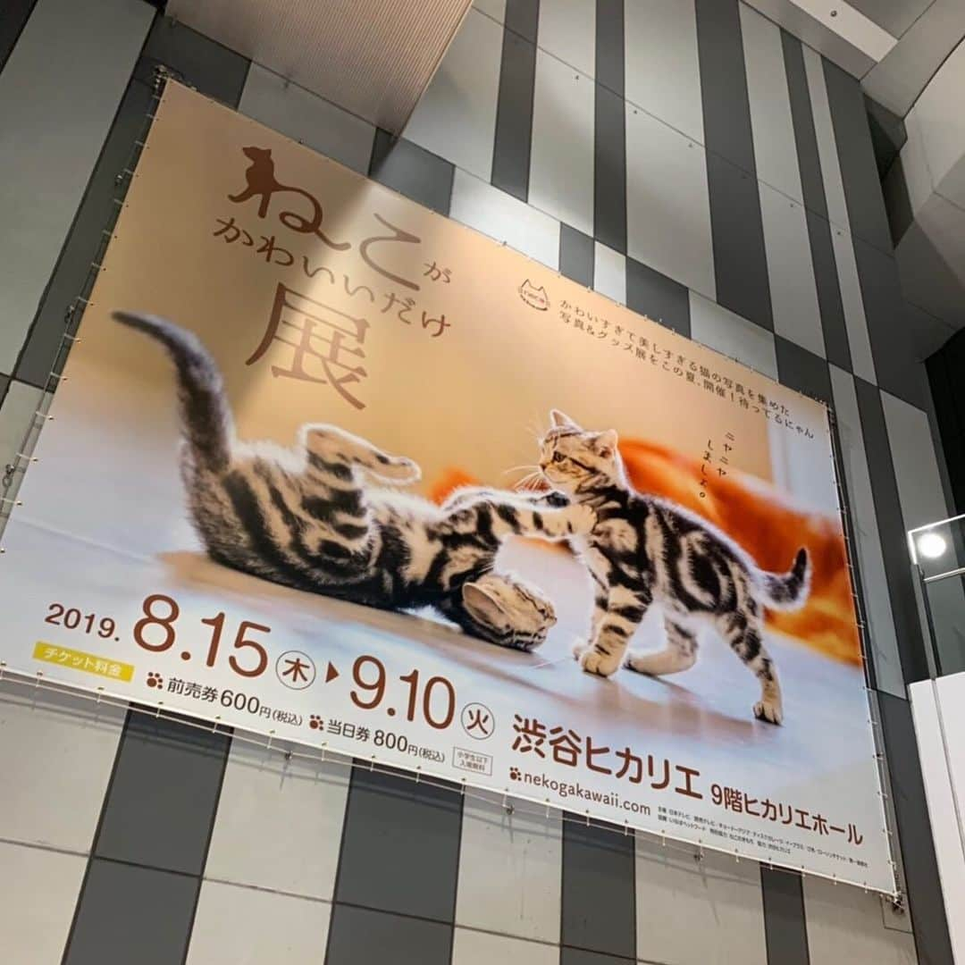 チケットぴあさんのインスタグラム写真 - (チケットぴあInstagram)「#ねこがかわいいだけ展 東京展 究極のしゃ～わせ癒し空間が本日8/15(木)開幕 子猫に美猫、イケメンまでが勢揃い！ キュートでコミカルで美しい猫たちに満足するまでニヤニヤしましょ  東京会場：8/15(木)～9/10(火)‬ 渋谷ヒカリエ9階ヒカリエホール  https://w.pia.jp/t/00143214/  #にゃんすたぐらむ #ねこ #猫 #ネコ」8月15日 14時22分 - ticketpia