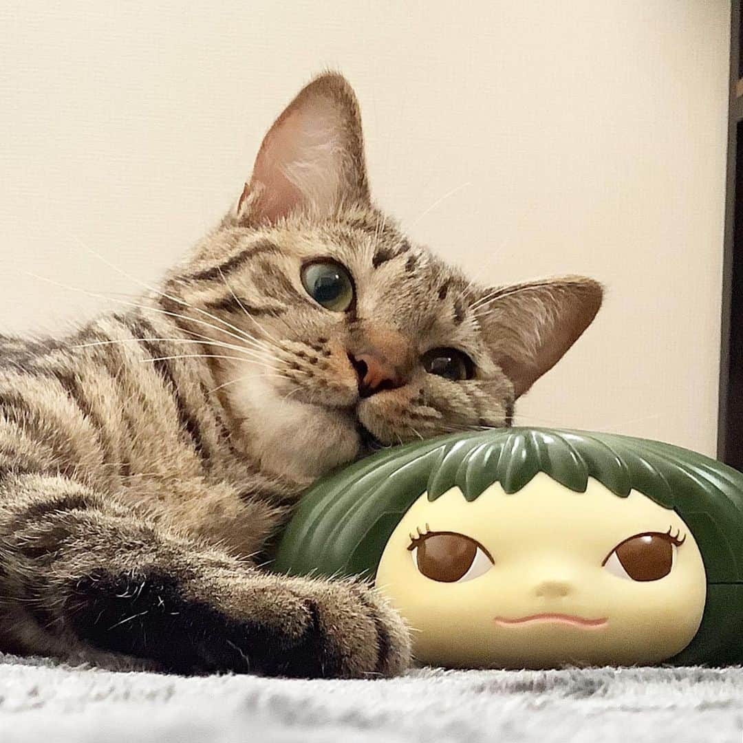 keigoさんのインスタグラム写真 - (keigoInstagram)「🐈#猫 #yoshitomonara」8月15日 14時36分 - k5fuwa