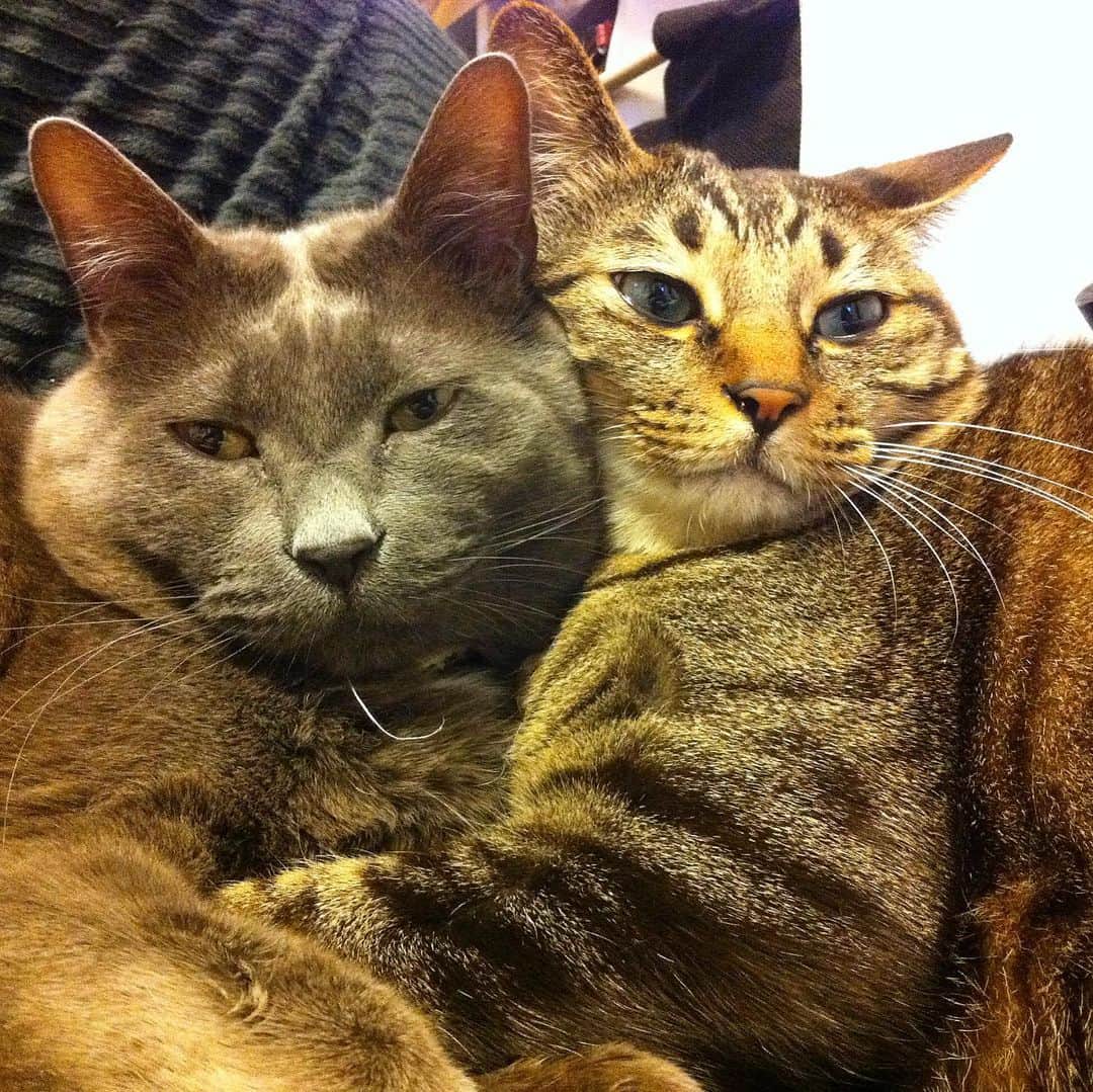 マンチカンズTVのインスタグラム：「、、、﻿﻿﻿ 小説｢人生を変えた猫｣﻿﻿﻿ 続きは﻿﻿ munchkins.jp﻿﻿ でもお読みいただけます﻿﻿ ﻿ ﻿ =第5話｢オス猫の母性｣=﻿ ﻿ ﻿ ぐれおじさんは、人間が大好きな猫でした。﻿ ﻿ ご飯の時も一緒、寝る時はお布団に潜り込んでくるし、仕事の送り迎えは必ず玄関まで来てくれていました。﻿ ﻿ 何をするのも一緒でした。﻿ ﻿ そのため、自分のことを人間だと思ったからなのでしょうか、﻿ ﻿ 彼には驚くべき母性が目覚めたのです。﻿ ﻿ ﻿ 実は、マンチカンズが我が家に来る前、二匹の保護猫を招き入れました。﻿ ﻿ ﻿ 1匹目は｢トラちゃん｣。﻿ ﻿ ぐれおじさんが2歳の頃、何か保護猫活動のお力になれないかと、保護猫団体のサイトでご縁があり、我が家に招き入れました。﻿ ﻿ トラ柄の、それはそれは可愛い猫で、ぐれおじさんが一生懸命面倒を見てくれました。﻿ ﻿ そして、間もなく、今も我が家にいる｢ゆき姐｣がやって来ました。﻿ ﻿ 僕の元教え子が、多摩川河川敷に捨てられていた子猫を持ってきて、﻿ ﻿ ｢うちでは飼えないから面倒見てくれないか｣﻿ ﻿ と。﻿ ﻿ ぐれおじさん、最初は警戒してましたが、すぐに打ち解けて、ゆき姐のこともお母さんのように面倒見てくれました。﻿ ﻿ 寝るときも、ゆき姐を抱きしめて寝ていたり、﻿ ﻿ ｢それは、猫の育てかたでは無いよね？｣﻿ ﻿ と思うような行動もしていました。﻿ ﻿ 全くおかしな猫でございます。﻿ ﻿ ﻿ ところが、トラちゃんとゆき姐は、お互い小さかったこともあり、なかなか仲良くなってくれませんでした。どうしたものかと悩んでいた時、たまたま我が家に遊びに来た友人が、トラちゃんに一目惚れして引き取って下さいました。おかげで、今もたくさんの愛情をもらって元気に過ごしています。﻿ ﻿ 人間もそうかもしれませんが、3匹ってなかなか難しいなと、その時思いました。特に、捨て猫ちゃんは警戒心も強いから、仲良くなれない場合もあるのかな。﻿ ﻿ でも、ぐれおじさんは仲の悪かった猫がこれまで1匹もいないのです。﻿ ﻿ 前世は猫好きな人間だったんじゃないかな。﻿ ﻿ 他の猫が気がたってても、﻿ ﻿ ｢まぁまぁ、仲良くしましょうや｣﻿ ﻿ そんなオーラを放ってました。﻿ ﻿ 僕も彼から穏やかさを学んだ気がします。﻿ ﻿ 平和が一番。﻿ ﻿ ﻿ そして、﻿ ﻿ ﻿ 我が家に、最初のマンチカンズがやってくるのでした。﻿ ﻿ 第5話 完」