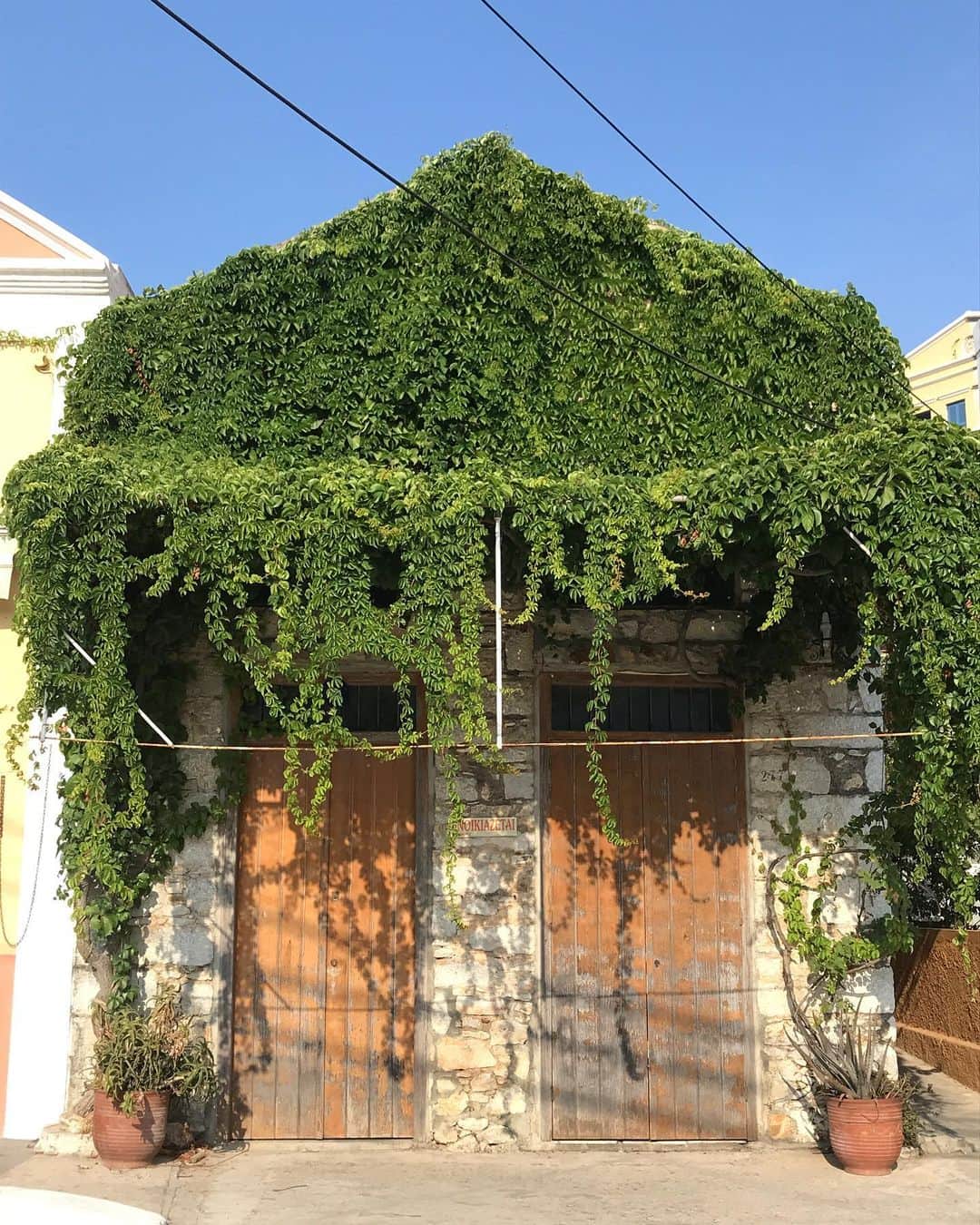 アレクシマビーユのインスタグラム：「Green attack #symi #green #wildvines #ivy #symihouse #timeless #bluesky #summer #sauvage #village #balade」