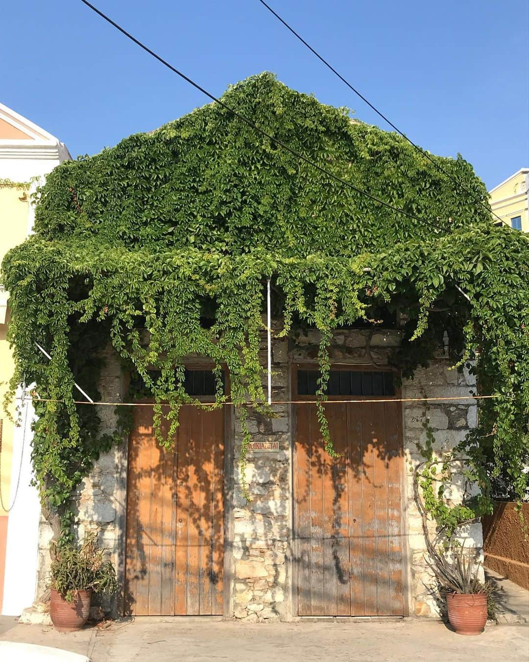 アレクシマビーユさんのインスタグラム写真 - (アレクシマビーユInstagram)「Green attack #symi #green #wildvines #ivy #symihouse #timeless #bluesky #summer #sauvage #village #balade」8月15日 15時17分 - alexismabille