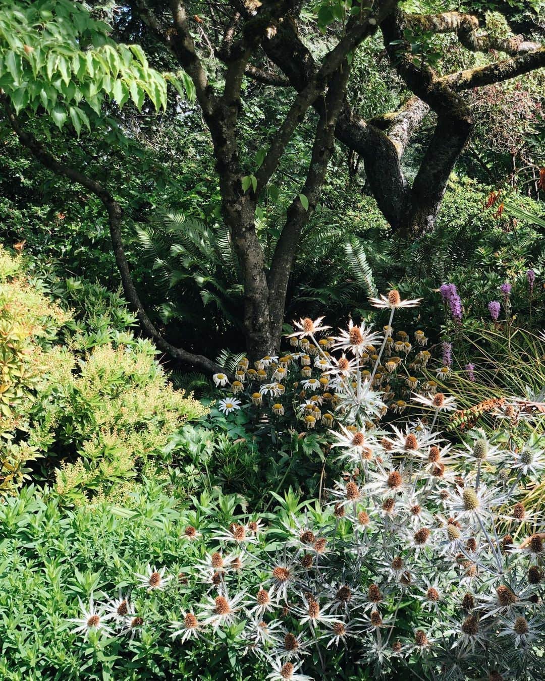 大橋菜央さんのインスタグラム写真 - (大橋菜央Instagram)「Great view from Pittock Mantion♡ . . . Forest parkハイクからのPittock Mansionに到着🌿 . 20世紀初頭に建てられた高台に位置する豪邸で 花が咲き誇りカスケード山脈の山々が見渡せる美しい庭は なんと!無料で開放されているから驚き🤩 . . . #pittockmansion #ピトック邸 #portlandpicnic  #forestpark #forestparkpdx #wildwoodtrail #夏休み2019 #beautifulnature #ポートランド生活 #portlandtrip #ポートランド #夏休み #flowers #赤ちゃんとおでかけ #naoliving_portland」8月15日 15時28分 - naoliving