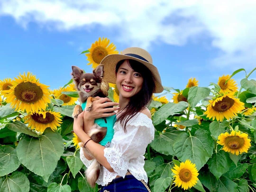 のインスタグラム：「・ ・ ・ ひまわりとショコと私。 ・ めっちゃ綺麗だった〜🥺💗 ・ ・ ・ #チワワ #ショコラの成長日記🐶  #座間ひまわり畑 #ひまわりまつり  #お揃いの麦わら帽子 #かわいい」