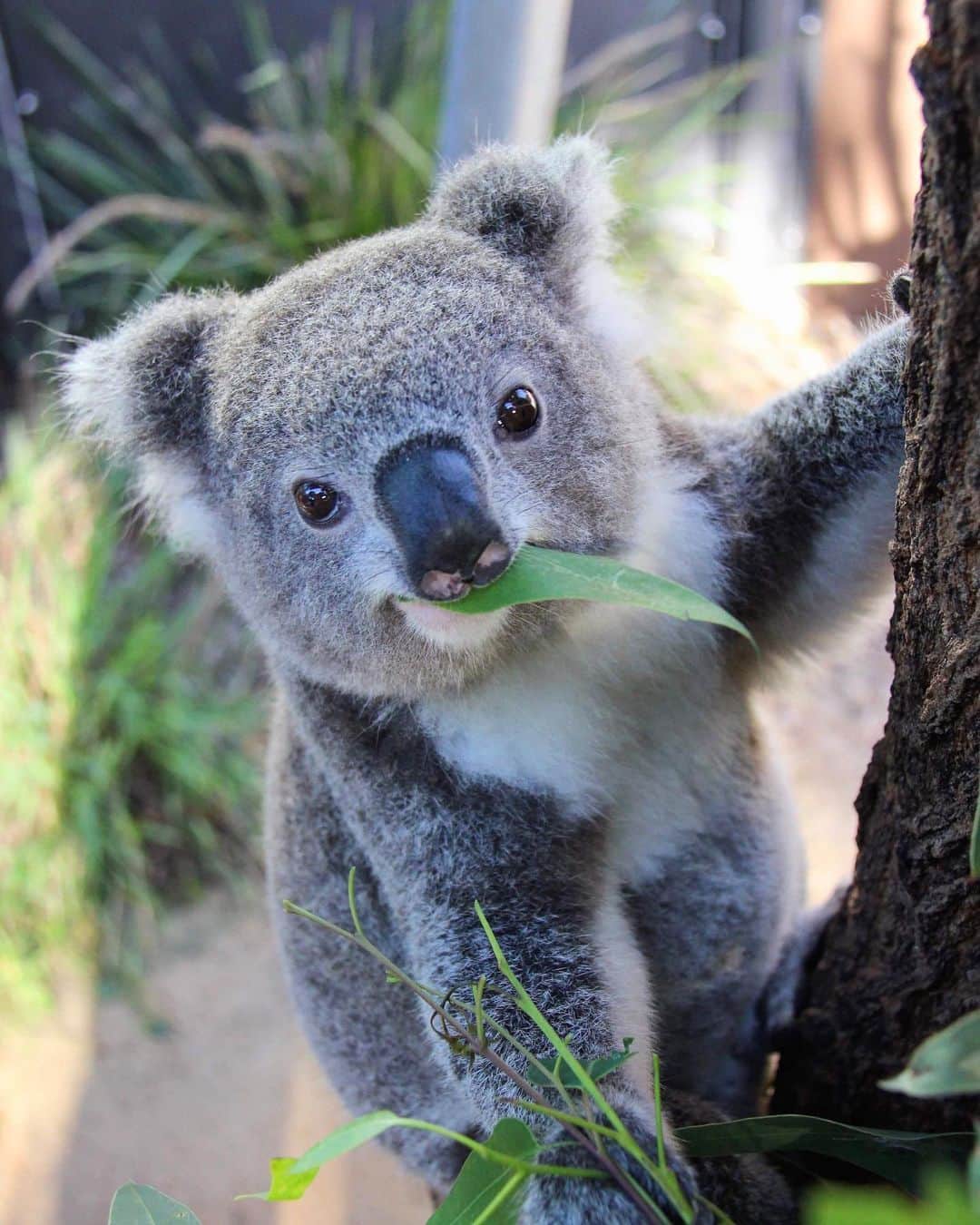 タロンガ動物園さんのインスタグラム写真 - (タロンガ動物園Instagram)「Did you know that there are approximately 900 different species of eucalyptus in Australia? ⠀  But koalas only feed on about 40-50 types and of these different species they tend to limit their diets to about 10 🍃🐨⠀ ⠀ #forthewild #seesydney #visitnsw」8月15日 16時07分 - tarongazoo