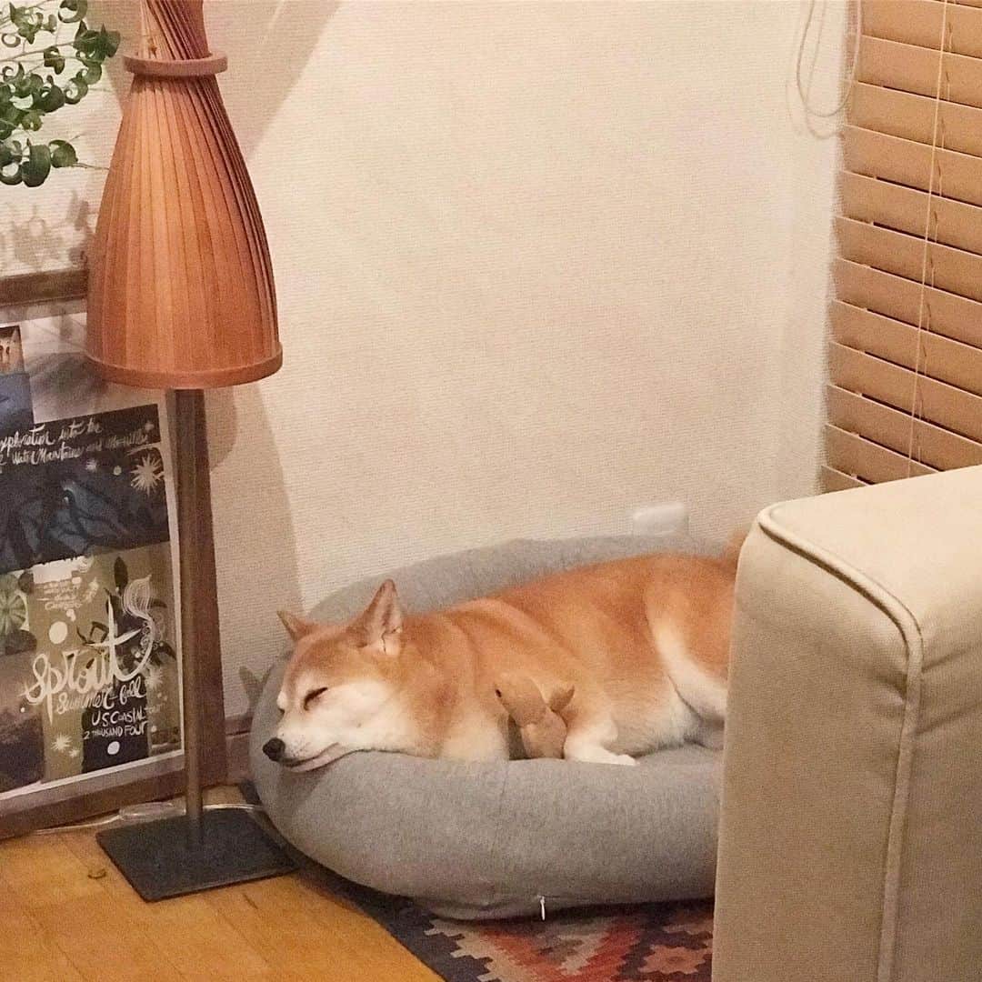 マル子のインスタグラム：「そー言えば、今朝ふと見たらカメ抱えて寝てたw  #マル子  #柴犬  #shiba  #カメはうちに来た時から一緒」