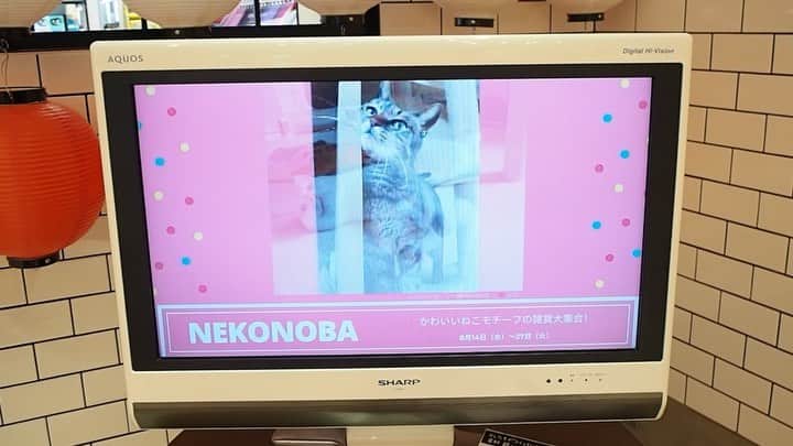 ねこのインスタグラム