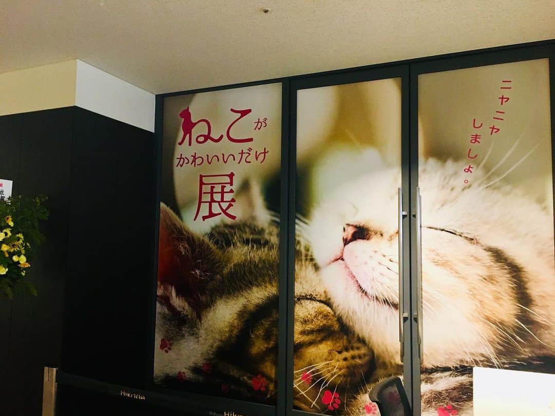 ローチケ（ローソンチケット）さんのインスタグラム写真 - (ローチケ（ローソンチケット）Instagram)「本日 #東京展 が開幕🎉 #ねこがかわいいだけ展 （@nekogakawaiidake）#渋谷ヒカリエ  東京・渋谷ヒカリエで猫好きによる🐈猫好きのため🐱の究極の“にやにや空間”イベント「ねこがかわいいだけ展」が行われています🐾  かわいい猫たちの写真展示📷ほかグッズ販売や、全国から集まった“たまらん”猫写真🐈など夏の暑さを少しだけ忘れさせてくれる癒し空間となっています🐱  東京展は9月10日(火)まで✨ 現在、宮城、大阪、新潟、長崎も開催中です🎊 ローチケでは入場チケットを販売中🎫 詳しくは 「ねこがかわいい　ローチケ」でネット検索📲  #猫 #ねこ #catgram #にゃんだふるらいふ #渋谷 #夏休み #ねこもふ団 #にゃんすたぐらむ #ねこら部 #ねこすたぐらむ #catstagram #cat #meow #catoftheday #instacat #catlover #cutecatcrew #catofinstagram #kitty #bestcat #🐱 #ローチケ #lawsonticket」8月15日 16時55分 - lawson_ticket