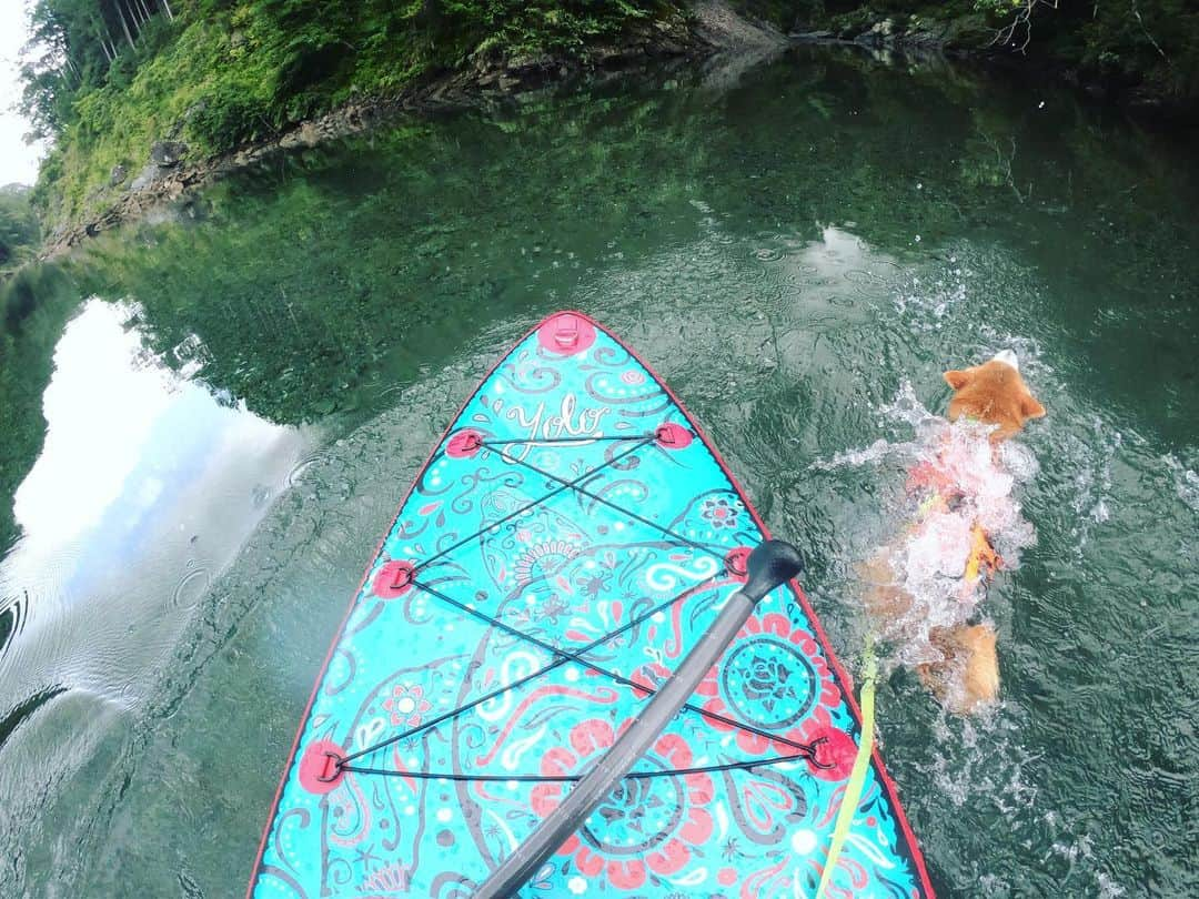 BlackRed shibasさんのインスタグラム写真 - (BlackRed shibasInstagram)「Musashi！！！ Funny travel mishaps. むさし… 落ちた〜 . . . . @yoloboard #yoloboard .. #goprohero7 @gopro @goprojp . . . . #GoProJP #neneandmusashi2019 #GoPro #ゴープロ #shiba #shibinu #柴犬 #しばいぬ #japan #gopropets #lovely #cute #goprodog #goproのある生活 #happy #goprodog #gopropets #otvadventures #besomedoggy #doggo #goprodogsquad #redpaddleco #capturedifferent #柴犬ライフ #gopro7 #goprohero7black #sup #大台町」8月15日 17時05分 - black_red_jp