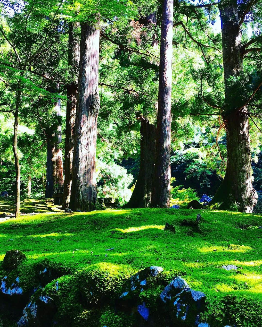 珠洲春希さんのインスタグラム写真 - (珠洲春希Instagram)「母娘で曹洞宗大本山の永平寺へ。 本当ならば、涼しい風の吹く永平寺ですが、今年のこの暑さでは、流石のこの場所も暑かったです…🥵 大きな杉の木が聳え立つ境内。  暑くはありましたが、心が洗われ、すっきりとした気持ちになりました。  #永平寺 #お盆」8月15日 17時07分 - harukisuzu54