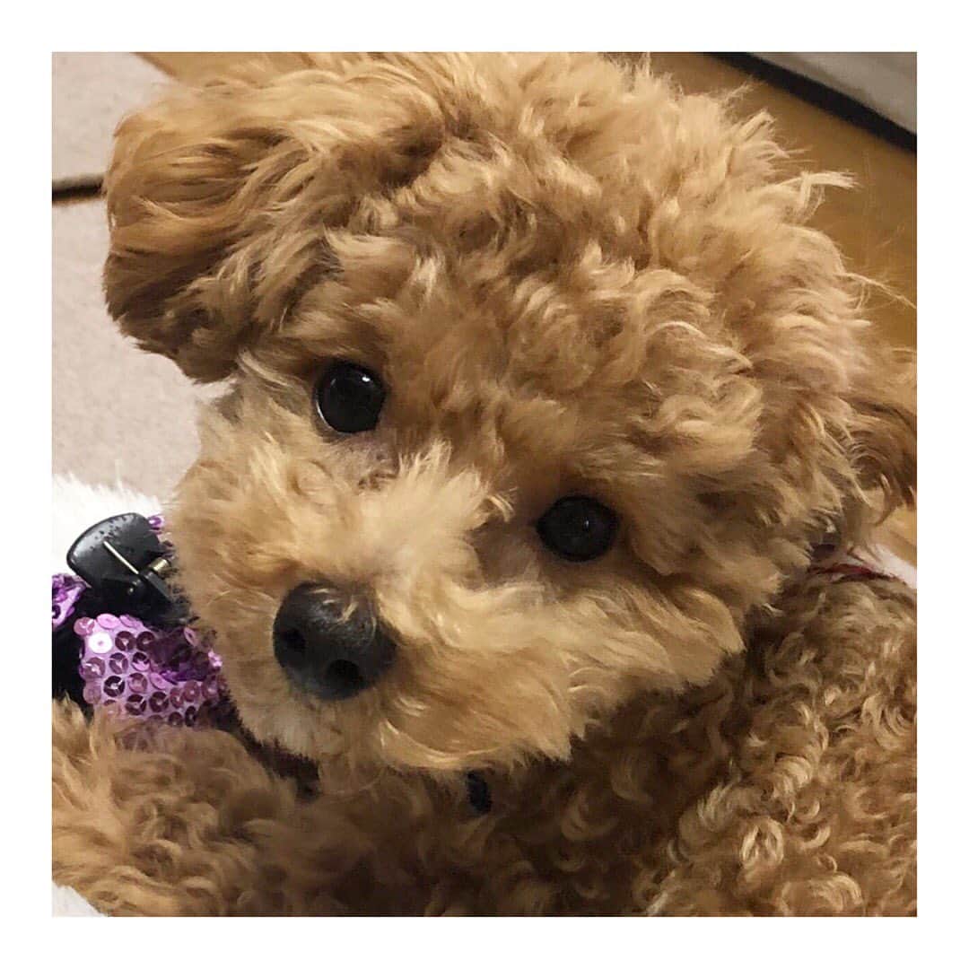 大黒柚姫さんのインスタグラム写真 - (大黒柚姫Instagram)「＊ 今日は1日中てぃーたんを充電🥺❤︎ 癒し。大好き😖❤️ 1枚目はトリミング前に撮ったやつだからもふもふてぃーたん どんなてぃーたんも好き！！！ #愛犬 #dogstagram #お顔が可愛いねぇ #口癖」8月15日 17時10分 - yuzuki_oguro_official