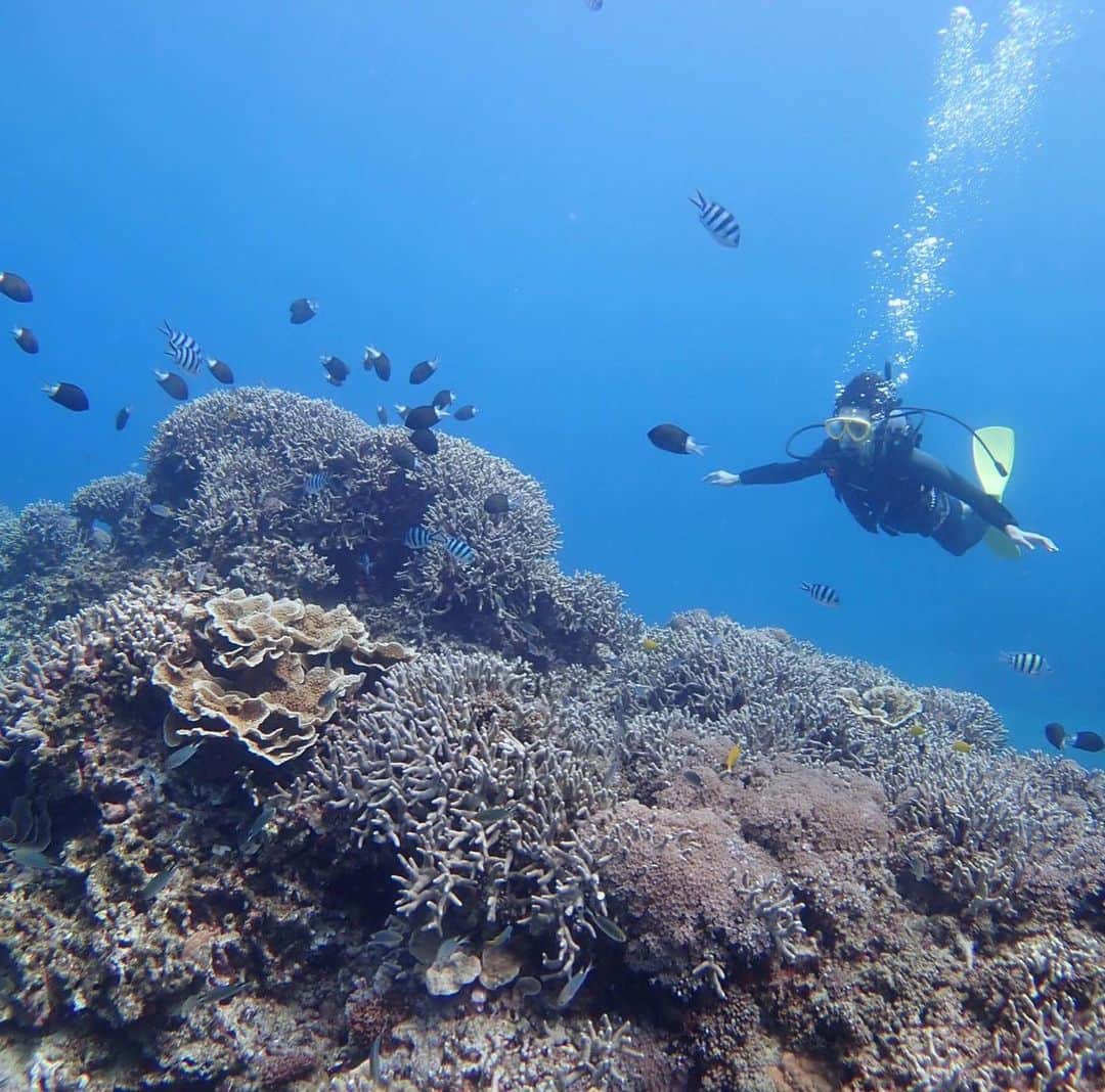 辻本祐樹さんのインスタグラム写真 - (辻本祐樹Instagram)「今年はどうしてもと、友達のスキューバダイビング店で潜らせてもらった！  空は飛べなくても、海は飛べるのです。  #スキューバダイビング  #海ガメ  #サンゴ」8月15日 17時15分 - tsujimotoyuuki