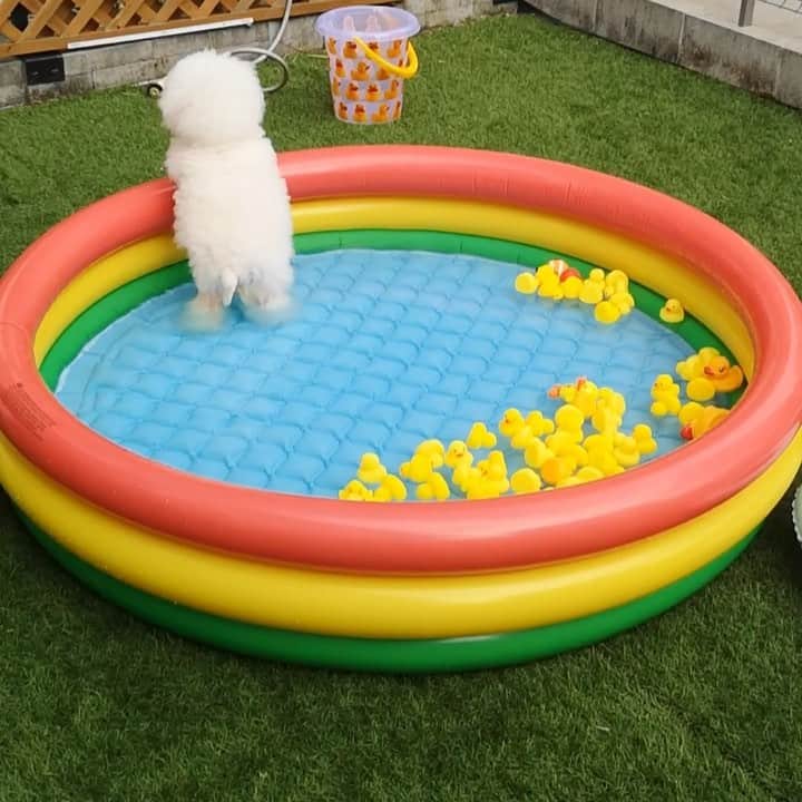 ゆうのインスタグラム：「. . 部屋から戻って来た私を 迎えてくれた愛おしい妖怪達🐶🐶❤️ I've missed you‼︎ . . . #しらす妖怪 #アーニー妖怪 . . .」