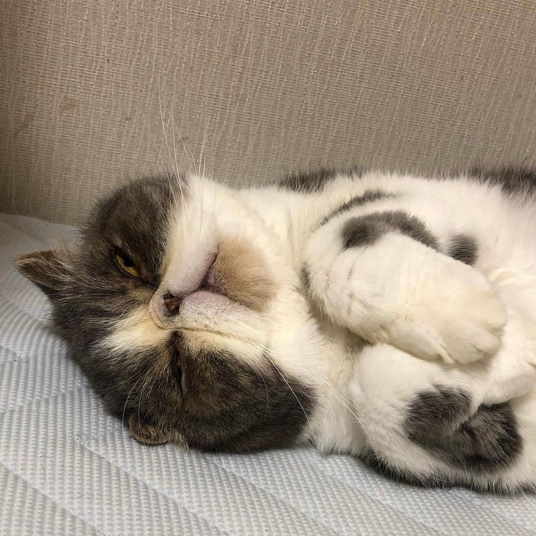 ムスカ(Muska)さんのインスタグラム写真 - (ムスカ(Muska)Instagram)「起きてるようで、熟睡です。」8月15日 17時37分 - exotic_toshi