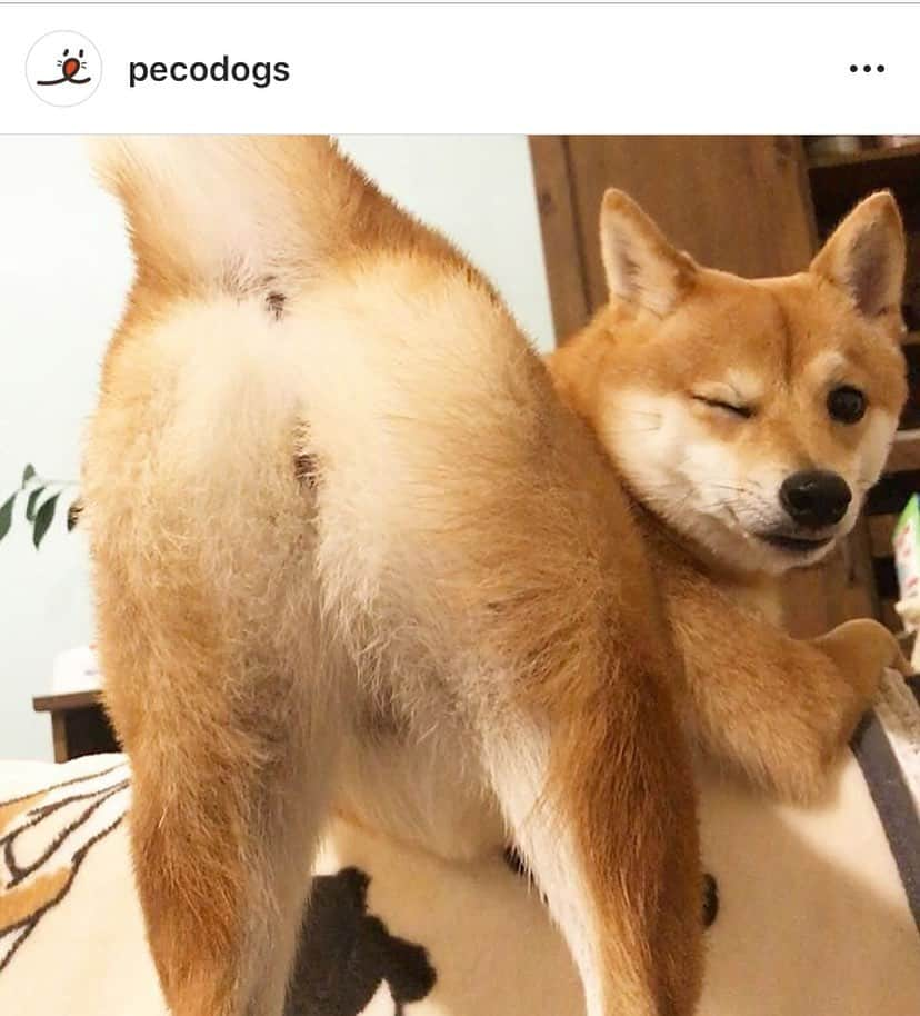 豆柴にこちゃんさんのインスタグラム写真 - (豆柴にこちゃんInstagram)「🐶 PECOいぬ部 @pecodogs  の2000post記念で人気TOP10が発表されてるよ✨ . にこのイエローキャブ的な セクシーショットも TOP10入りしてて嬉しい😆 . ほかの子もかわいすぎるし 柴率が高い🐕💕 . #Repost @pecodogs ・・・ . 祝✨2000投稿 #みなさまのおかげで #2000投稿にまでなりました😍 #これまで最も人気だったTOP10をご紹介します！  ①ケン太くんとノン太くんの柴々トレイン！ #regram：@shibainu_kenta_nonta  ②2枚目もケン太くんとノン太くん😳 どこにいるかわかるかな？ #regram：@shibainu_kenta_nonta  ③妹を優しく抱きとめる銀兄ちゃん…💕 #regram：@mm.mmk114  ④ロイちゃんは、お買い物が嬉しすぎてお尻ごとブンブン #regram：@loy.hima  ⑤暑くてベッドからズルリなもっちちゃん⛱ 今年もこの光景が見られるのかな… #regram：@ankomochi.mame  ⑥ブラッシングにうっとりなこてつくん🤤 #regram：@ganchi_with_kotetsu  ⑦まるで手を繋いでいるよう…🥰 ふたりは親子なんです #regram：@puffy0403  ⑧美脚＋ウインクというにこちゃんの最高な一枚😉 #regram：@nikochan.mame48  ⑨寒くなったらこうしたい💘 モコちゃんのあったかデート #regram：@saorimintmoko  ⑩ボブくんとイブちゃんに、お風呂を誘われているみたい🛁 #regram：@bob.0803  これからも… #pecoいぬ部 をつけて投稿すると… PECOで楽しくご紹介させていただきます🌱」8月15日 17時30分 - nikochan.mame48