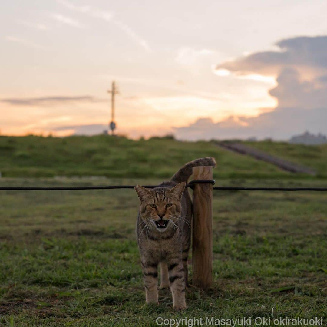 Masayukiさんのインスタグラム写真 - (MasayukiInstagram)「オレのひも。  #cat #ねこ」8月15日 17時34分 - okirakuoki