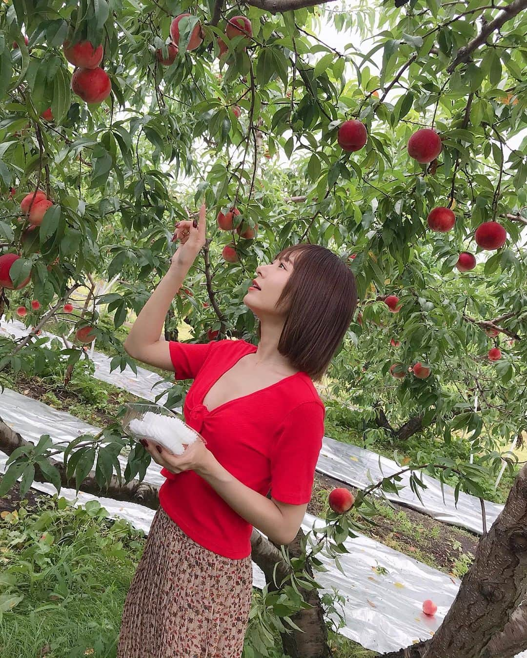 西川瑞希（みずきてぃ）さんのインスタグラム写真 - (西川瑞希（みずきてぃ）Instagram)「人生初の #桃狩り 🍑甘々でみずみずしくて美味しかったよ〜☺︎ . 今はもう帰宅して早速お仕事開始中〜//明日からも引き続きたのしーく頑張ります✨ . ちょっとでもこうやって自然に触れ合うだけでとっても、とってもパワーをもらえる🌿次はどこへ行こうかな？ . みんなのおすすめありますか⁉️ . #群馬 #フルーツ #桃 #自然 #癒し」8月15日 23時08分 - mizuki_nishikawa_