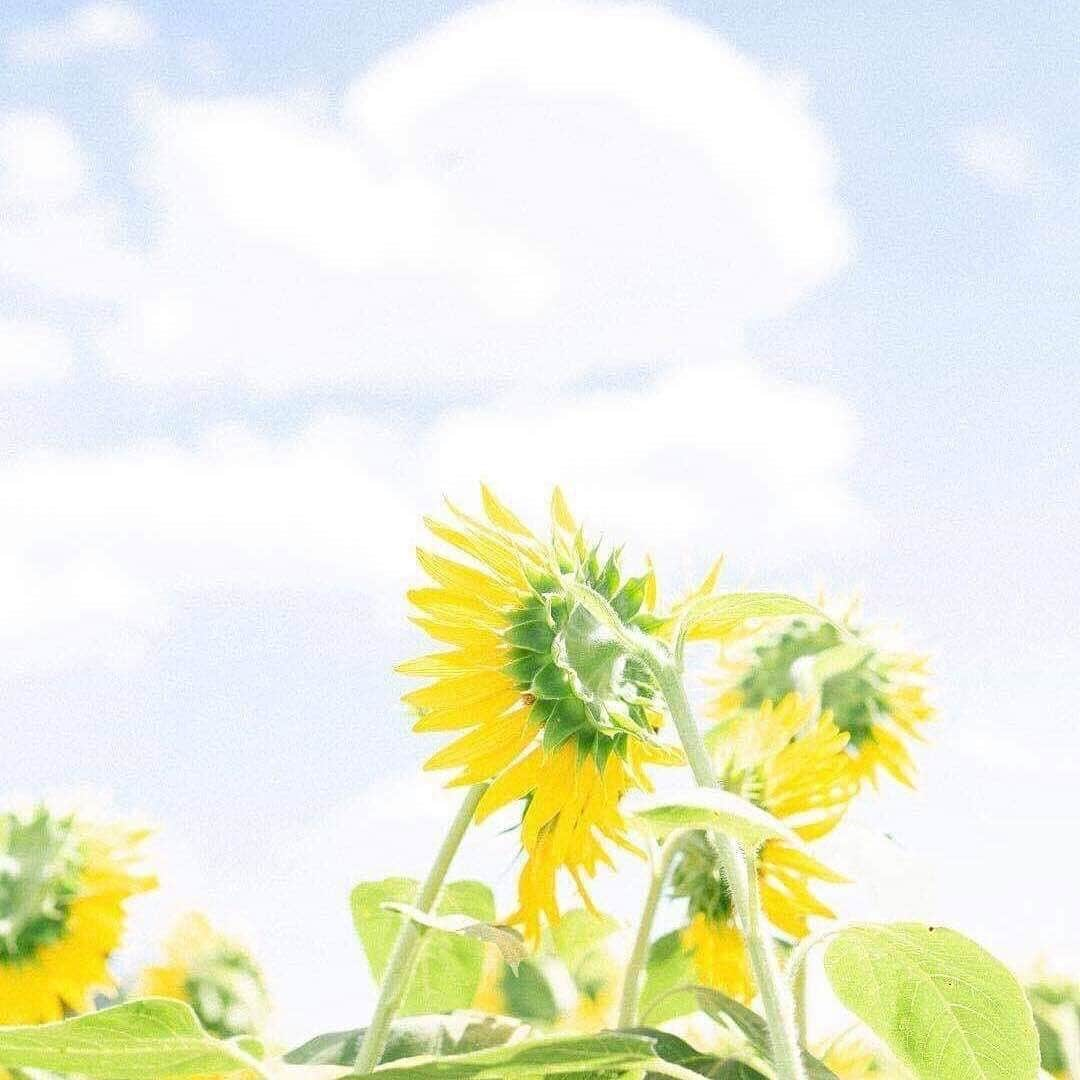 KANEBO OFFICIALさんのインスタグラム写真 - (KANEBO OFFICIALInstagram)「SUNFLOWER 夏の向日葵にパワーをもらって。 Keep your face to the sun. 写真提供:@u_photooo #travel #nature #sunflower #sun #sky #summervacation #beautiful #summer #sunnyday #refresh #myfavorite #happytime #summerholiday  #豊かな生活 #贅沢な時間 #丁寧な暮らし #暮らしを楽しむ #向日葵 #ひまわり畑 #夏 #旅行 #休日の過ごし方 #夏の風物詩 #花のある暮らし #花鳥風月 #癒し #幸せなひととき #夏休み　 #kaneboglobal #kanebo」8月15日 17時41分 - kaneboofficial