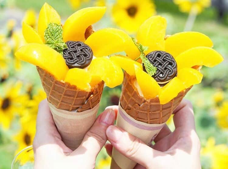 のインスタグラム：「［#cafemiru_兵庫］﻿ ——————————————————————﻿ 淡路ファームパーク イングランドの丘にある「石窯ピッツァ工房」 の期間限定ソフト🌻﻿ ﻿ ※期間限定﻿ ☑︎ひまわり（トッピングソフト） 450yen﻿ ﻿ 黄桃でできたひまわりのトッピングがとっても可愛いソフトクリーム🍦💕﻿ ぜひ夏の思い出にひまわり畑と一緒に楽しんでみてください🌻✨﻿ ※別途入園料がかかります。﻿ ﻿ 🙋🏼‍♀️一緒に行きたい人をコメント欄にタグ付けして誘ってみてください🙋🏼‍♂️﻿ ﻿ ﻿ 📍淡路ファームパーク イングランドの丘内 石窯ピッツァ工房﻿ ⚪︎住所 / 兵庫県南あわじ市八木養宜上1401番地﻿ ⚪︎営業時間 / 【平日】9:30‐17:00　﻿ 【土日祝】9:30‐17:30﻿ ⚪︎定休日 / 不定休﻿ ⚪︎アクセス / イングランドの丘　バス停からすぐ。﻿ ﻿ ☕️ @awaji_englandhill﻿ 📷 @sweet.honey.s2﻿ ——————————————————————﻿ Cafemiruでは「#インスタ探検隊」or「#cafemiru」をタグ付けしているカフェ写真から、運営スタッフが厳選してご紹介しています👀🔍﻿」