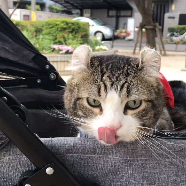 スノーのグルメインスタ