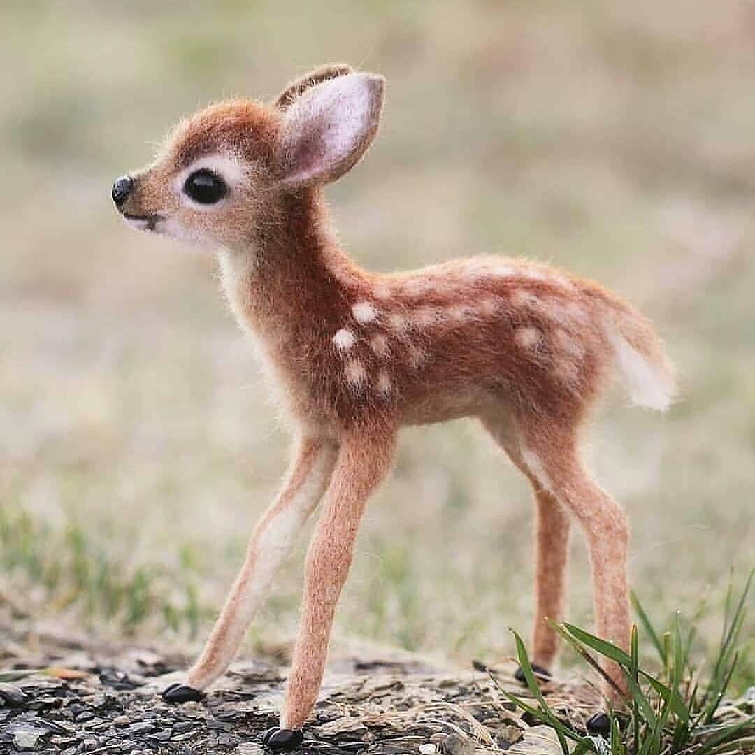 Baby Animalsさんのインスタグラム写真 - (Baby AnimalsInstagram)「Cutest baby deer ever!」8月15日 17時58分 - thebabyanimals