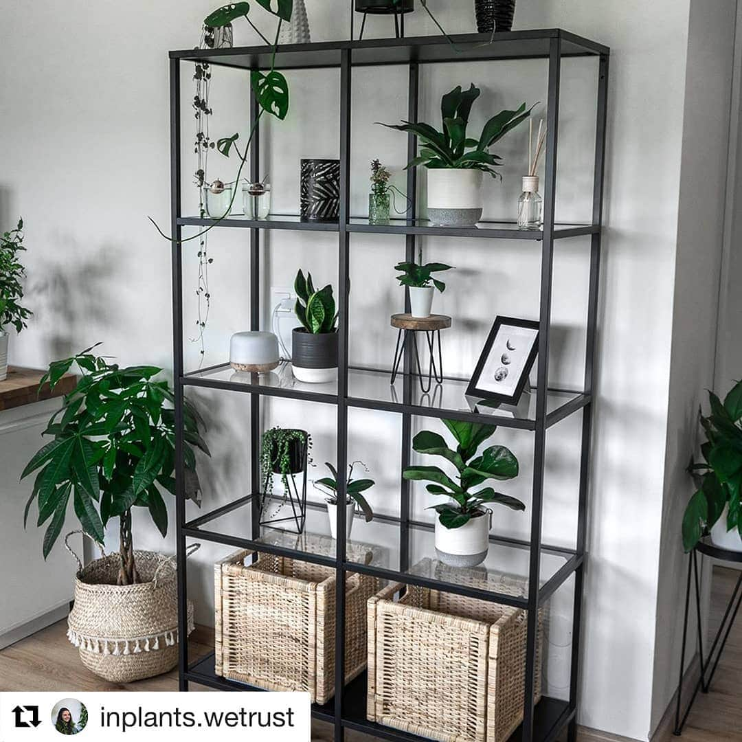 IKEA Austriaさんのインスタグラム写真 - (IKEA AustriaInstagram)「Jede/r hat eine Lieblingsecke und @inplants.wetrust zeigt uns ihre. 💚🌱 #IKEAat #Regram // VITTSJÖ  Regal, schwarzbraun, Glas, 100x175 cm € 79,99」8月15日 17時58分 - ikeaaustria