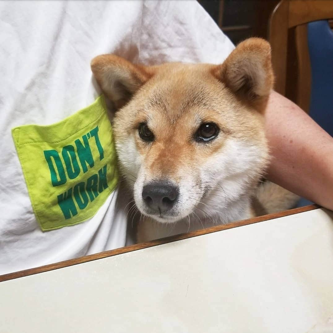 柴犬たま Shibainu Tamaのインスタグラム