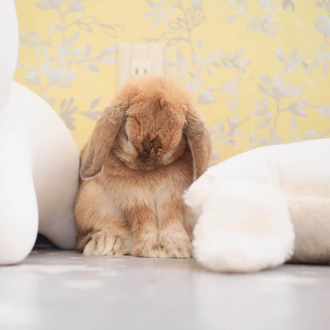 のインスタグラム：「換毛が急に加速したミーチャさん。 右に弓なりの細眉ができました😂 ＊ ＊ ＊ #うさぎ #rabbit #bunny #ふわもこ部  #WeeklyFluff #igersjp  #tokyocameraclub #東京カメラ部  #神戸カメラ部  #bunnystagram  #うさぎ部 #ホーランドロップ #hollandlop  #ファインダー越しの私の世界 #art_of_japan #aoj_bokeh」