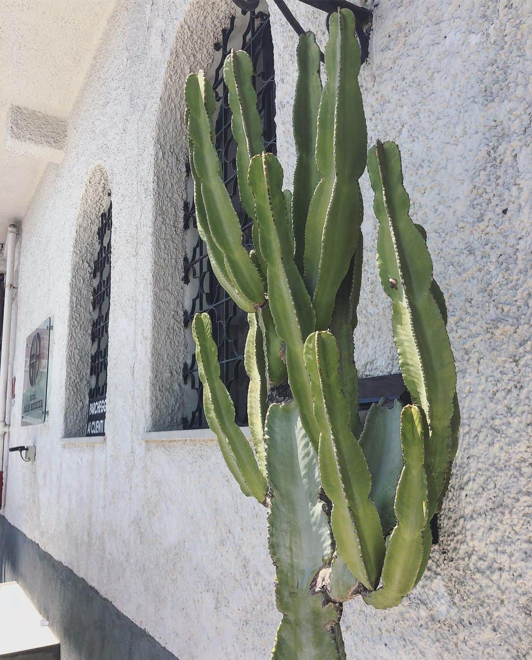 鬼辻麻衣さんのインスタグラム写真 - (鬼辻麻衣Instagram)「🌵🌵🌵 ・ ずっとNetflixな、今日。 ストレンジャーシングスと青い海の伝説見てる。 #ホッパーが好き」8月15日 19時03分 - kitsumai