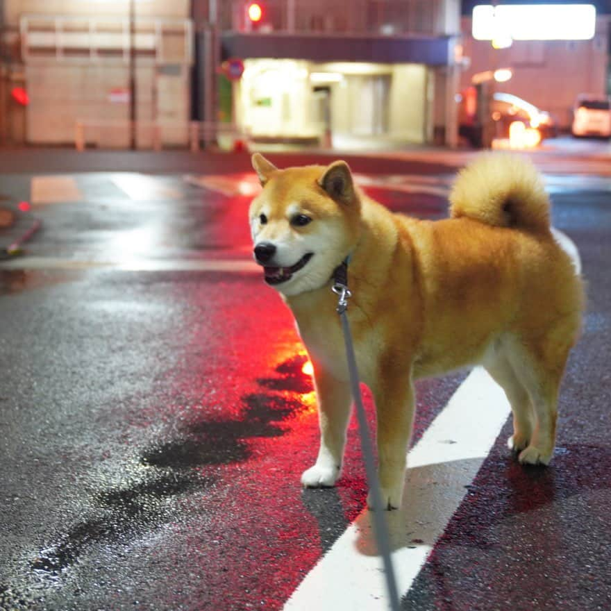 まる（まるたろう）さんのインスタグラム写真 - (まる（まるたろう）Instagram)「It is cool after the rain✨🐶✨雨が降ってすこーし涼しくなったかな〜 #一瞬だけどいっぱい降ったよ #西日本のみんなは気をつけてね #飛ばされないようにね」8月15日 19時29分 - marutaro