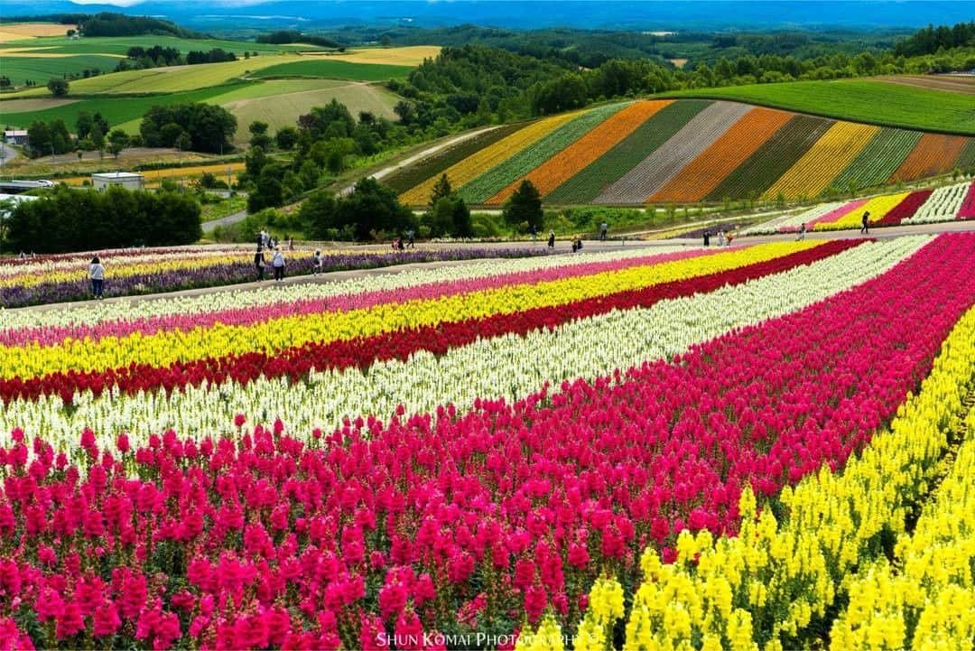花の写真館のインスタグラム：「Photo by Shun Komai.⠀ https://www.facebook.com/shun.komai⠀ .⠀ Original Post[投稿頂いたURL]⠀ https://www.facebook.com/photo.php?fbid=10217516050387088⠀ .⠀ 本アカウントは、 #私の花の写真 をつけてInstagramに投稿された皆さまの花の写真や、「花の写真館」Facebookページで投稿された花の写真を紹介します。⠀ 「花の写真館」Facebookページは、「 @floral.photograph 」のプロフィールにあるURLからご覧ください。⠀ .⠀ #花の写真館 #floralphotograph #floralphoto #flower #flowers #富士フイルム #FUJIFILM⠀ Follow: @floral.photograph」