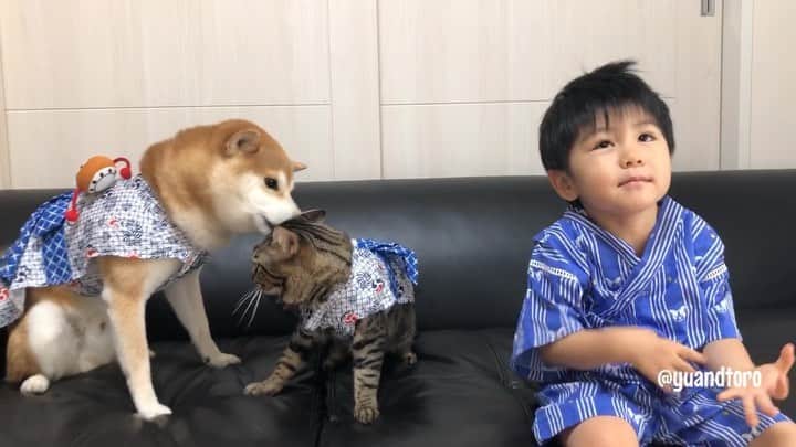 ゆうとろ（柴犬ゆうと猫のとろ）のインスタグラム