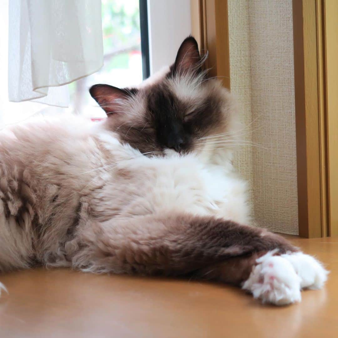 takegaeruさんのインスタグラム写真 - (takegaeruInstagram)「今日は（も？）窓辺でずっとスヤスヤ😴 にゃんこの寝顔は癒されるなぁ❤️ #cat #猫 #ragdoll #ラグドール #ホワイトポッチーズ」8月15日 19時50分 - takegaeru