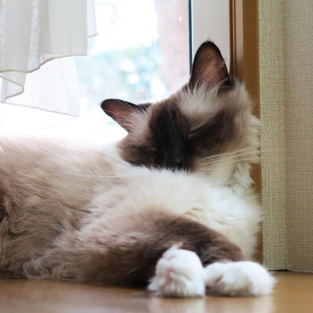 takegaeruのインスタグラム：「今日は（も？）窓辺でずっとスヤスヤ😴 にゃんこの寝顔は癒されるなぁ❤️ #cat #猫 #ragdoll #ラグドール #ホワイトポッチーズ」