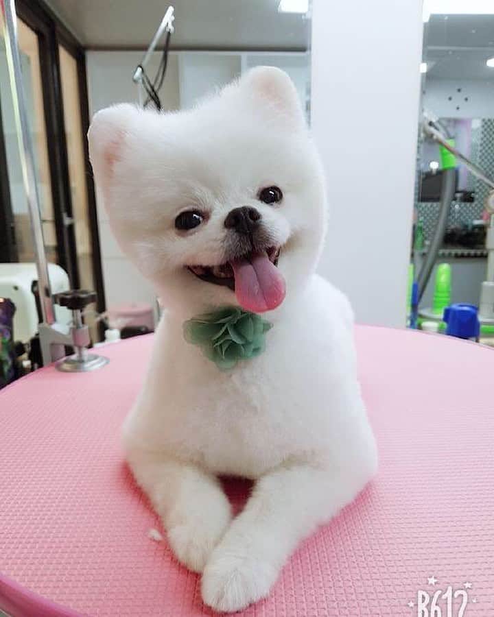 hyeriのインスタグラム：「처음미용했을때 기분이좋아보여 우리홍시❤️ #포메#강아지#포메라니안#수컷#화이트포메#홍시#보물#내새끼#강아지그램」