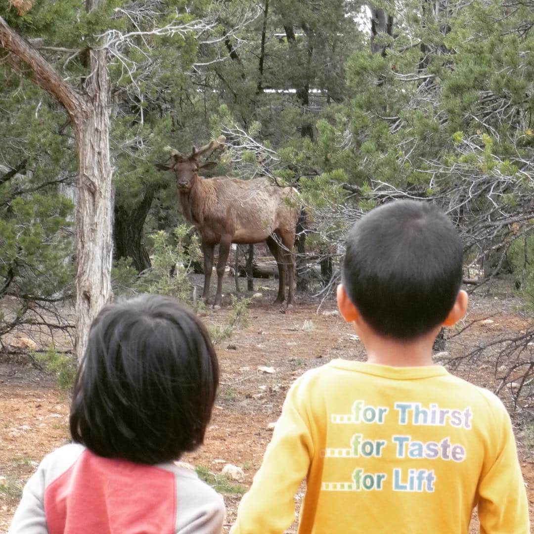 高橋歩のインスタグラム：「. . 父ちゃん、お気に入りのシーンから。 . グランドキャニオンのキャンプ場を、家族で散歩してた時。 . いきなり、森から、シシガミ（エルク）が現れてさ。 . はっと息を飲む、海と空の図。 . オレも、一瞬、見とれちゃったんだけど。 あっ、写真！って思って、ギリギリセーフ！笑 .」
