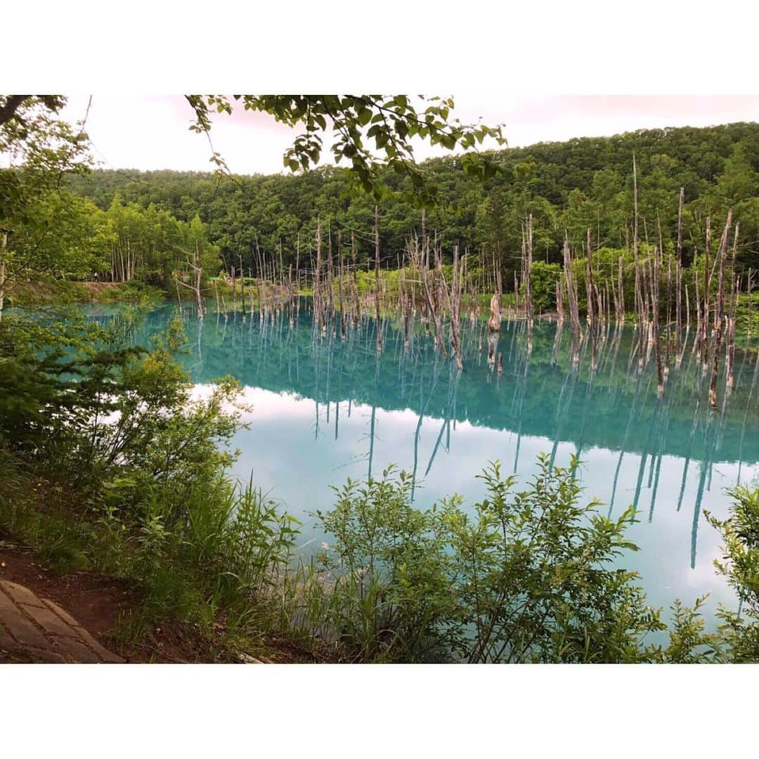 藤澤恵麻さんのインスタグラム写真 - (藤澤恵麻Instagram)「北海道旅行①  まずは美瑛と富良野へ。 空が広くて清々しく、聞こえてくるのは鳥の声、風の音。 青い池は神秘的でとても美しかったです。 四季彩の丘では沢山の花が咲き誇っていました。 ファーム冨田ではラベンダーが満開を迎え、青い空と紫の絨毯のコントラストがとても素敵。 ラベンダーソフトも味わいました。  #恵麻 #ema #旅行 #北海道 #美瑛 #富良野 #青い池 #四季彩の丘 #ファーム冨田 #花 #ラベンダー #ラベンダーソフト」8月15日 20時36分 - ema_fujisawa_official