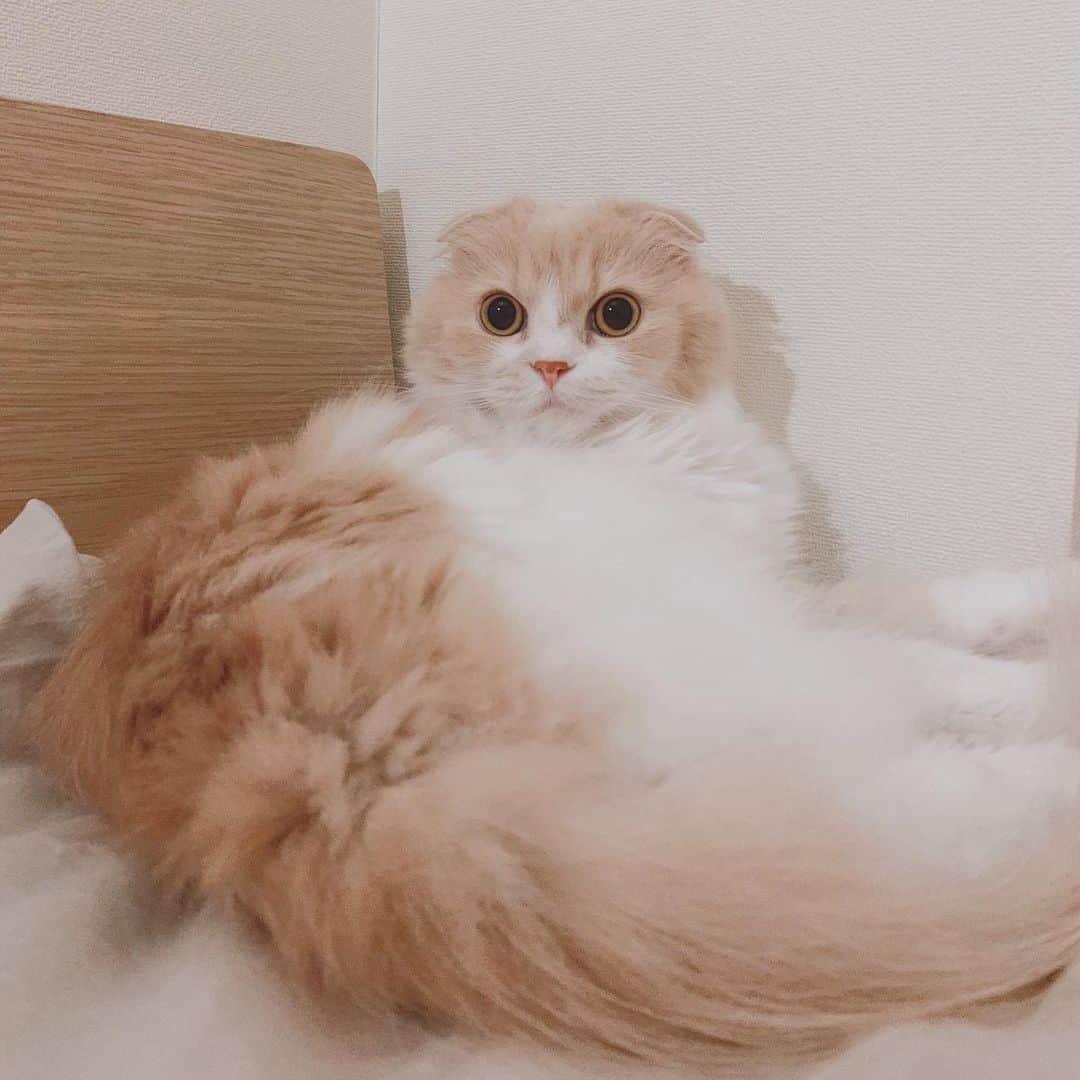 のんたさんのインスタグラム写真 - (のんたInstagram)「ちょっとした音にも敏感に反応するぼーちゃん びっくりフェイスもかわいいんです😍 ・ #scottishfold #catstagram_japan #catsofinstagram #cats_of_instagram#catoftheday #ilovemycat #bestmeow #catlover #cutecat #kittensofinstagram #cute #スコティッシュフォールド」8月15日 20時54分 - utacci